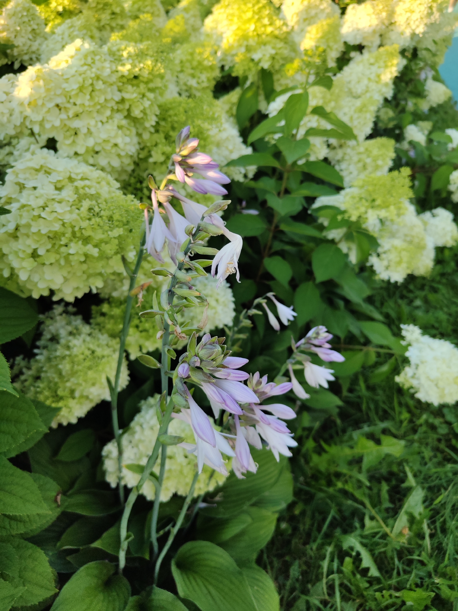 In the city of Perm, Russia, a close-up, low-angle shot captures a cluster of purple and white bell-shaped flowers in the foreground, reaching upwards. The delicate petals of these flowers are tinged with lavender and white, some with curled tips. Behind them, out of focus, are large clusters of creamy white and pale green hydrangeas, their textured blooms filling the upper half of the frame. The lower right portion of the image shows lush green grass, also out of focus. The overall lighting suggests it is daytime, possibly late afternoon, with soft sunlight illuminating the scene and casting subtle shadows. The environment appears to be a garden or park setting. No people or animals are visible.