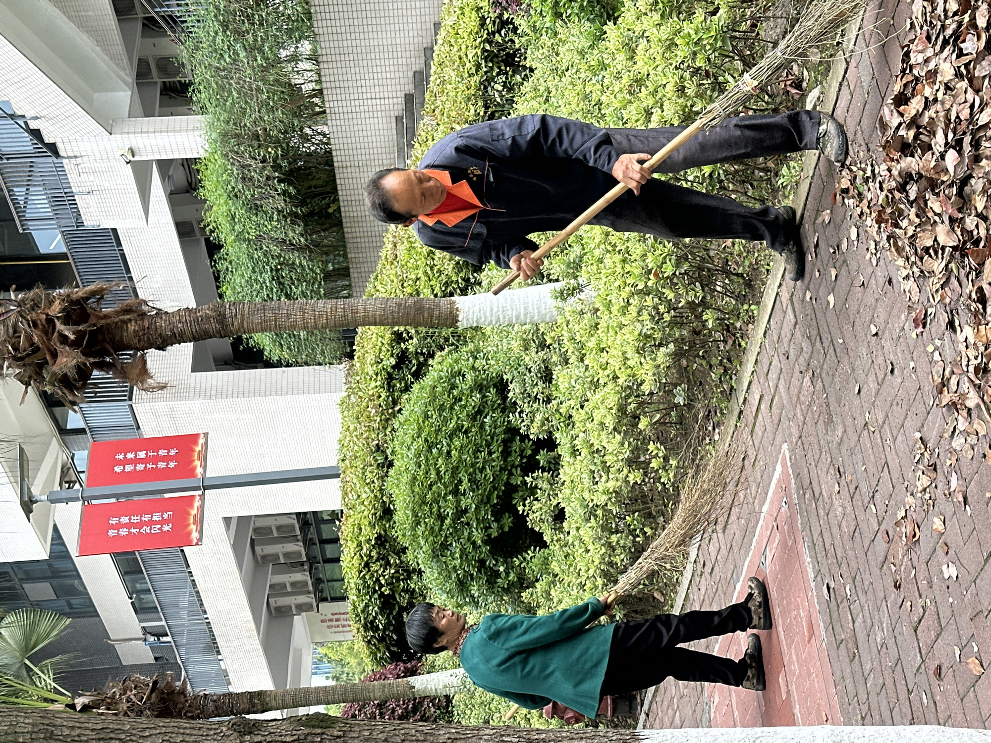 Two individuals are engaged in cleaning a paved walkway in Jiangjin, China. An older man, dressed in a dark jacket over an orange shirt and dark trousers, uses a broom to sweep fallen leaves. Another person, clad in a green jacket and dark trousers, is also sweeping. The walkway is lined with greenery and a palm tree with a white-painted base. In the background, buildings are visible, and two red banners with Chinese text hang from a pole. Fallen leaves are concentrated on the walkway near the older man.