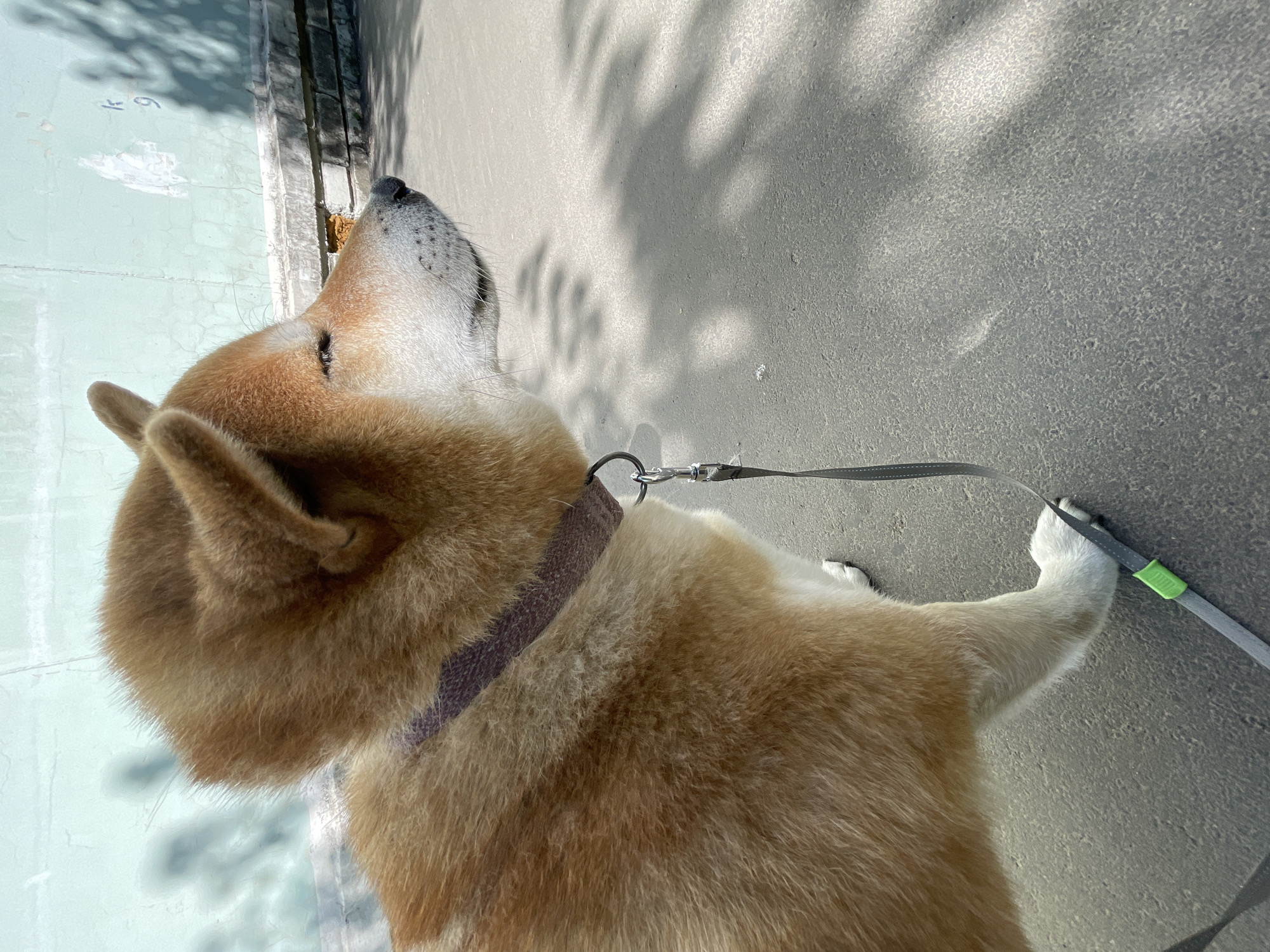 A light-brown and white Shiba Inu dog is captured from a high-angle perspective, facing right and looking upwards with its head tilted. Its pointed ears are clearly visible. The dog wears a dark purple or brown fabric collar with a metal D-ring, to which a grey leash is attached via a silver clip. Part of the leash extends towards the bottom right of the frame, where a paw is visible, seemingly resting on or near the leash. The leash has a bright green plastic accent near the end.
The dog is standing on a paved outdoor surface, likely a sidewalk or road, which appears light grey or concrete. Strong, dappled shadows from unseen trees or foliage are cast across this surface, indicating bright sunlight. To the left of the dog, there is a light blue-green surface, possibly a wall or lower section of a building, which shows signs of wear and peeling paint. Visible on this light blue surface are the faded numbers "4" and "6". The transition between this light blue surface and the paved ground is marked by a darker, textured edge, possibly a curb or base of a structure.
The overall scene suggests a dog walk on a sunny day in an urban or suburban environment, with the dog's attention drawn to something above or beyond the immediate view.