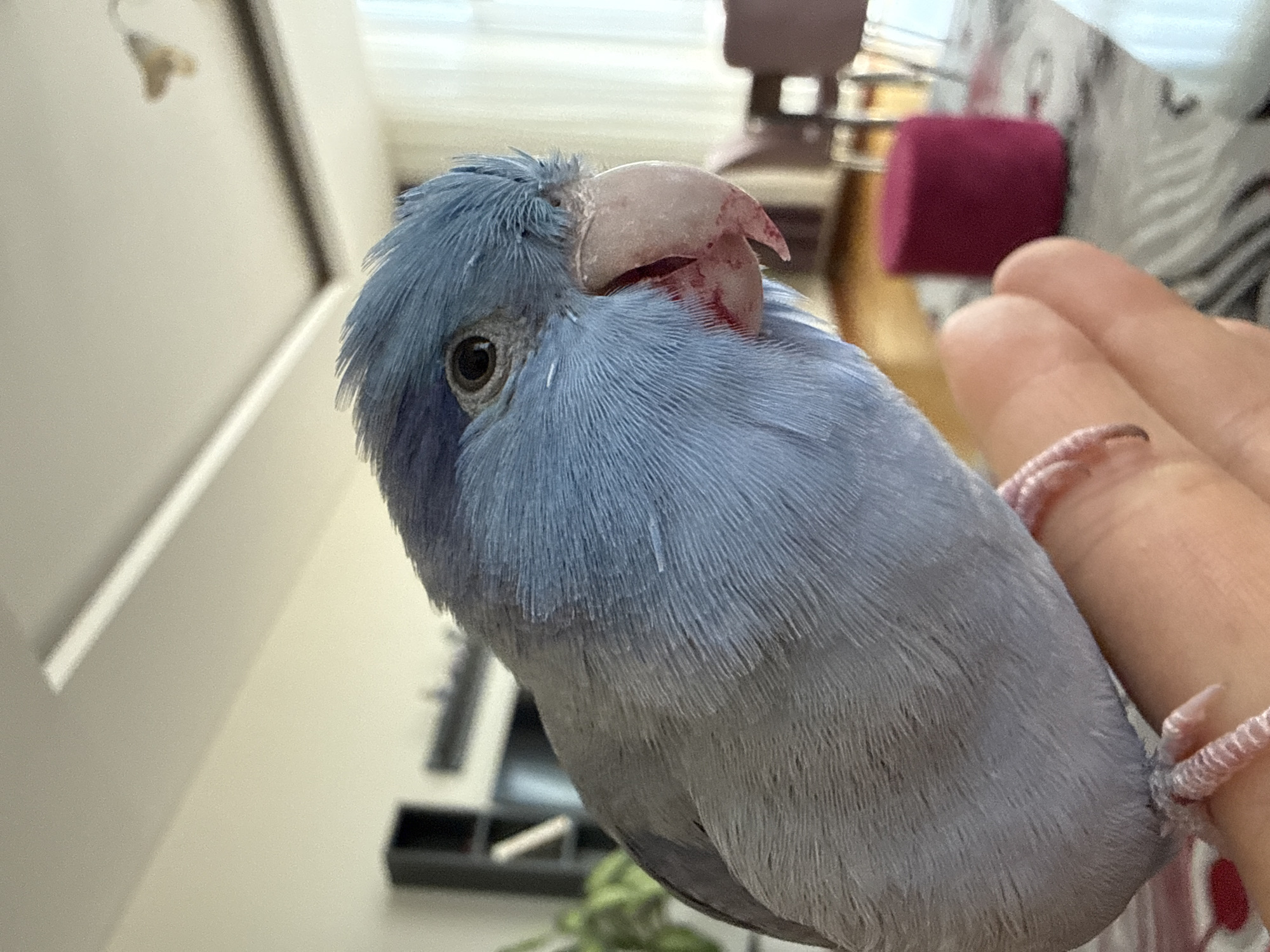A close-up, eye-level shot shows a blue parakeet perched on a person's finger in an indoor setting. The parakeet's head is slightly tilted, with its beak partially open, revealing a reddish hue around its mouth. Its feathers are predominantly light blue on its head and neck, transitioning to a softer grey on its body. The bird's eye is dark and appears alert. The finger supporting the bird is light-skinned, with visible fingernails and the bird's delicate pink toes gripping it. The background is softly blurred, indicating an indoor environment. Visible elements in the background include a dark bookshelf with items, a plant, a plush crimson stool, and furniture, suggesting a living room or common area. The lighting appears natural, possibly from a window. There is no discernible connection to Konya, Turkey.