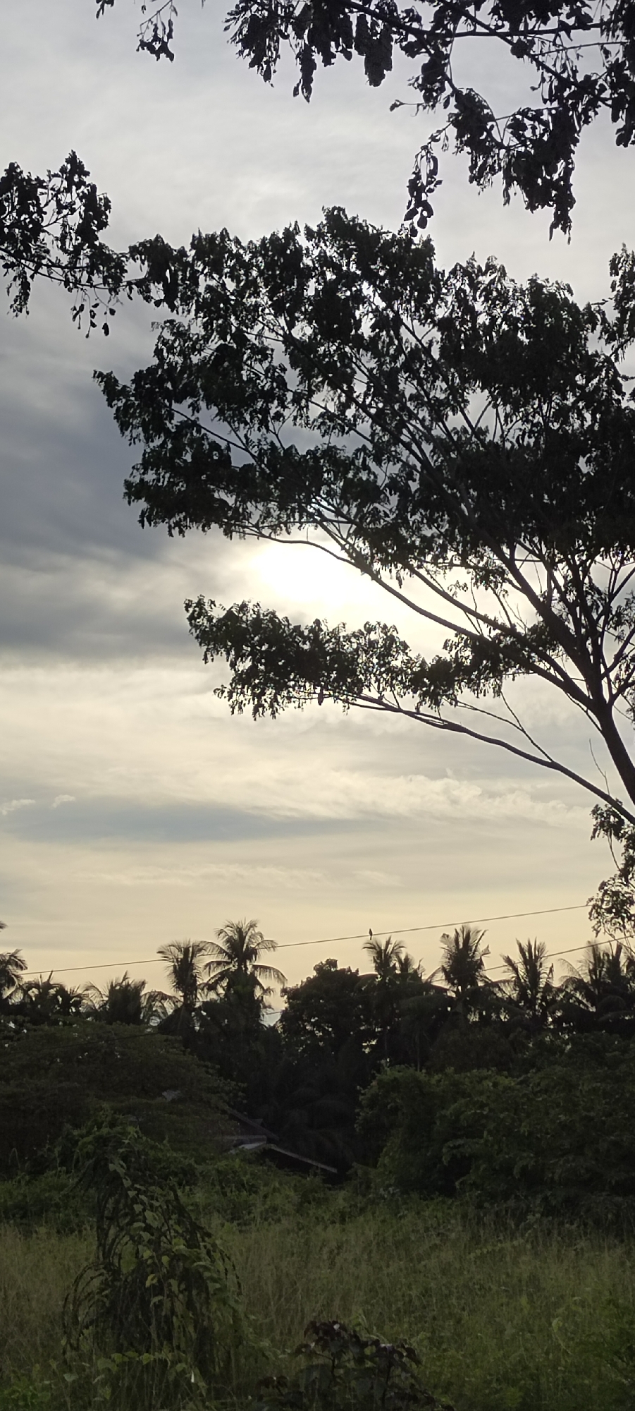 The image depicts a tranquil natural landscape, likely in Meunasahaluedrienlhoksukon Barat, Indonesia. In the foreground, a field of tall, green grass stretches across the lower portion of the frame, with a dense cluster of dark green vegetation and vines to the left. The middle ground is dominated by a line of lush trees, including several prominent palm trees, with a faint power line running horizontally above them. A small bird is perched on this power line. The background features a hazy sky with streaks of clouds, through which the sun's glow is visible, creating a soft, diffused light. A large tree with dark foliage and branches extends from the right side of the frame, partially obscuring the sky and casting a silhouette against the bright background. The overall scene evokes a sense of peaceful, rural serenity.