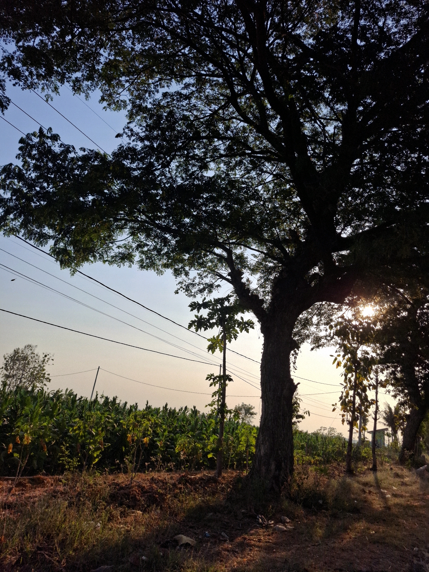 The image depicts a serene outdoor scene, likely in a rural or semi-rural area of Ringin Anom, Indonesia, during the golden hour of sunset. Dominating the frame is a large, mature tree with a thick trunk and expansive canopy, its silhouette set against a gradient sky transitioning from clear blue at the top to warm oranges and yellows near the horizon. Sunlight filters through the dense foliage, creating dappled light and shadow patterns.
Below the tree, a lush field of crops, possibly bananas or a similar tropical plant, stretches horizontally across the mid-ground. The plants are vibrant green, with some showing signs of yellowing or maturity. The soil in the foreground is dry and appears to be a mixture of earth and decaying organic matter, with sparse, dry grass and some scattered stones. Several thin, dark power lines are strung across the upper portion of the image, supported by distant poles, indicating the presence of infrastructure even in this natural setting.
To the right of the large tree, smaller trees and saplings stand, also catching the late afternoon sun. In the far distance, a hint of structures, possibly a small building or shed, is visible, further suggesting a settled area within the landscape. The overall impression is one of natural beauty and tranquility, characteristic of the Indonesian countryside at dusk. There are no people or animals visible in the image.