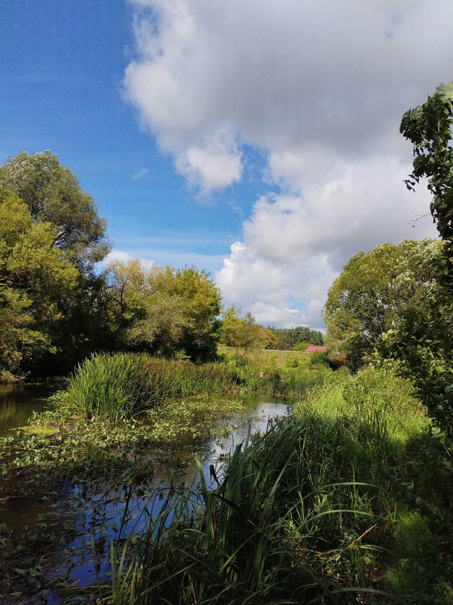 This is an image taken on a sunny day in Bialynichy, Belarus, depicting a tranquil natural scene. The foreground is dominated by a body of water, likely a river or stream, which is heavily overgrown with lush green reeds and aquatic plants. The water itself is dark and reflects the blue sky and surrounding vegetation. Tall, dense grasses line the banks of the watercourse, creating a wild and untamed appearance.
Further into the background, a line of trees with vibrant green foliage forms a dense woodland. The trees are varied in species and height, contributing to the natural diversity of the landscape. Beyond the trees, a gentle slope is visible, with more greenery and possibly some cultivated fields or clearings. A hint of a red-roofed building can be seen peeking through the trees in the middle distance, suggesting a rural settlement nearby.
The sky above is a striking blue, punctuated by large, fluffy white clouds that cast shadows on the landscape below, creating a dynamic play of light and shade. The overall impression is one of a serene, undeveloped natural environment, characteristic of the Belarusian countryside. There are no people or animals visible in the image.