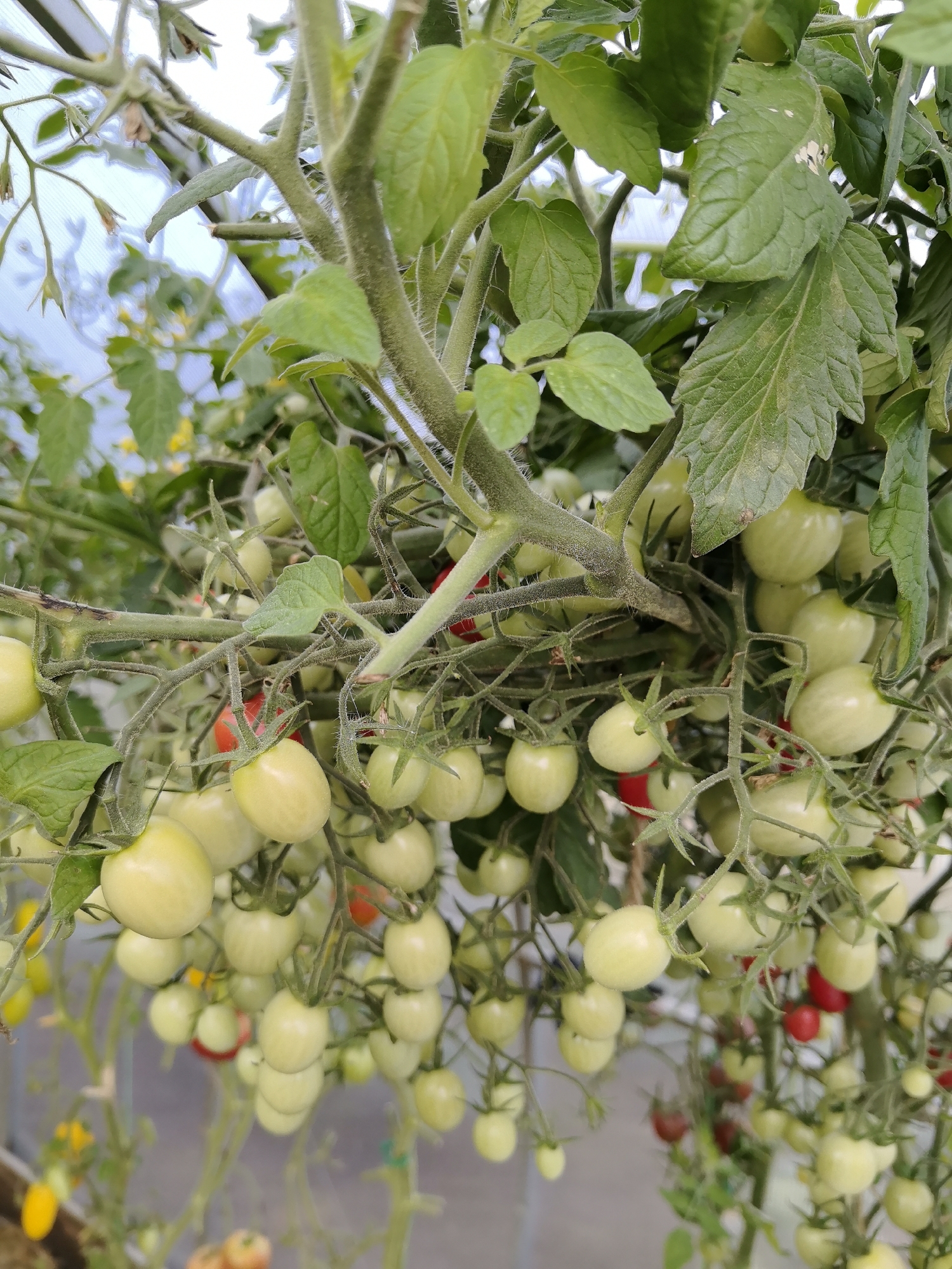 A close-up, eye-level shot captures a tomato plant laden with unripe, pale green tomatoes and a few ripe red ones, suspended from a greenhouse structure. The foreground is dominated by the fuzzy stems and leaves of the tomato plant, with clusters of tomatoes of varying sizes and colors. Some tomatoes are a pale, almost translucent green, while others are beginning to show hints of red or are fully red. Yellow blossoms are visible in the background, as are hints of the greenhouse structure's clear panels. The overall impression is of a bountiful harvest in progress, bathed in natural light. The scene is located within a greenhouse in the Палыкавіцкі сельскі Савет, Belarus.