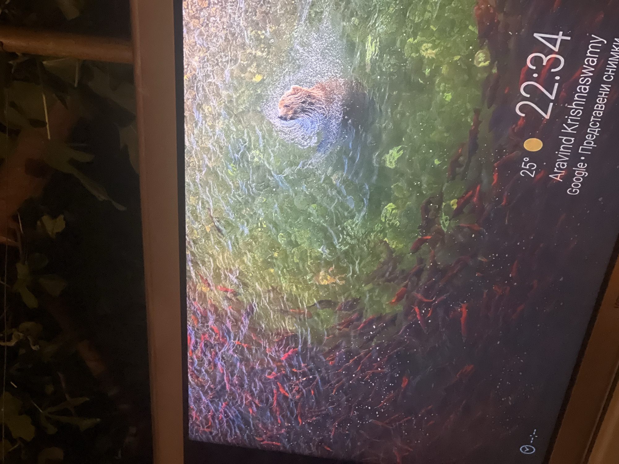 The image shows a computer screen displaying a live wallpaper of a bear swimming in a river filled with red salmon. In the bottom right corner of the screen, there is a digital clock showing the time as 22:34, a temperature of 25°, and text that reads "Aravind Krishnaswamy" and "Google • Представени снимки". The screen is mounted on a wooden frame, and the background above the screen shows out-of-focus greenery and dark shapes. The scene is indoors, with the computer screen reflecting the ambient light. The location is specified as Obzor, Bulgaria.