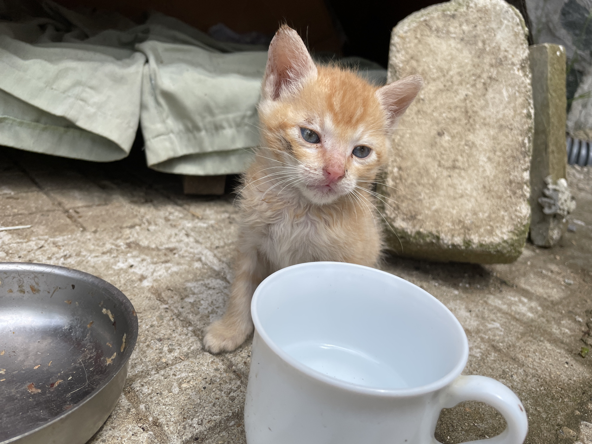 A small, ginger tabby kitten sits on a concrete surface next to a white mug and a metal bowl containing remnants of food. The background includes a draped, light-colored fabric and a weathered, concrete block. The location is potentially Zlatograd, Bulgaria.