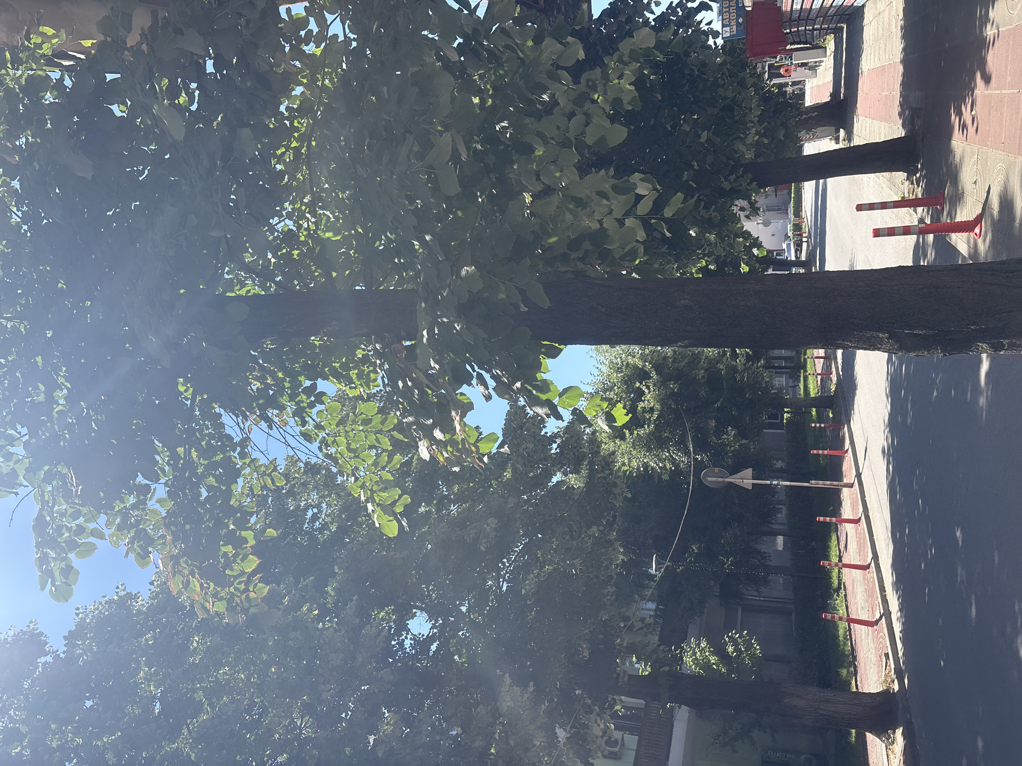 The image depicts a street scene in Strelcha, Bulgaria, on a sunny day. Tall trees with dense green foliage line the left side of the street, their branches casting dappled shadows on the asphalt. The sidewalk is paved with red and gray tiles and is demarcated by a series of bright orange bollards with white reflective stripes. A few traffic signs are visible, including a triangular road sign on a pole. Buildings with light-colored facades and windows are situated behind the trees on the left. On the right side of the street, a sidewalk runs alongside a row of buildings with storefronts, one of which has a sign with Cyrillic lettering. A white car is visible in the distance down the street. The sky is a clear, bright blue.