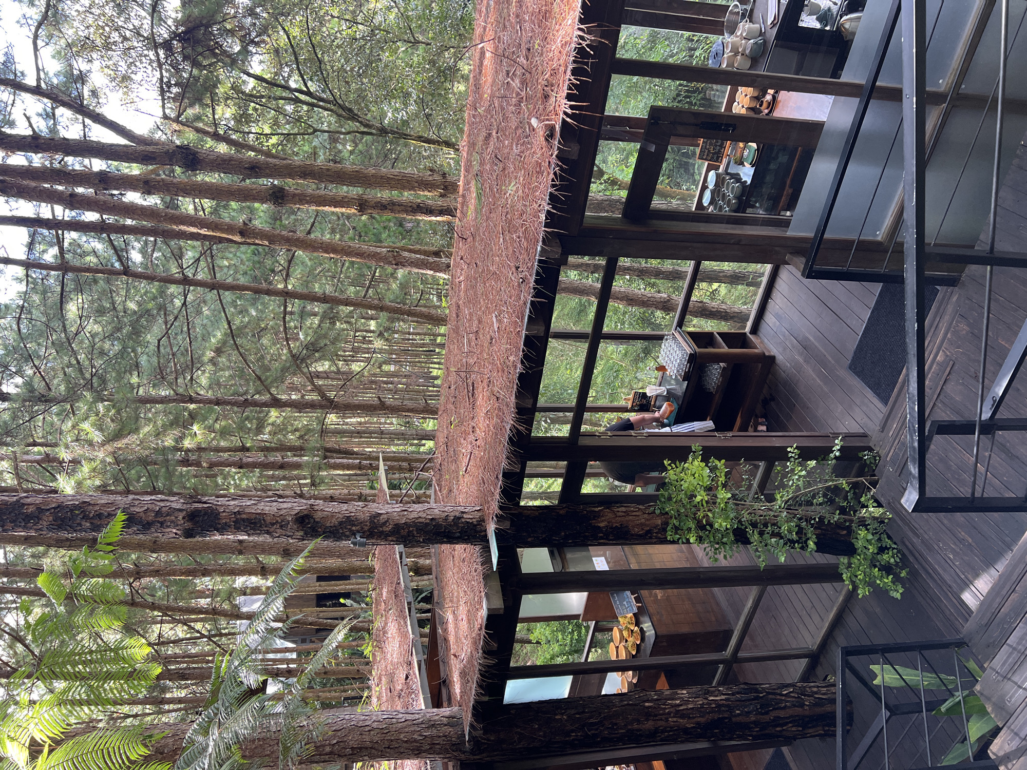 This is an aerial view of an outdoor cafe nestled within a pine forest in Da Lat, Vietnam. The cafe features wooden structures with glass walls, allowing for unobstructed views of the surrounding trees. The roofs are covered with dried pine needles, creating a natural aesthetic. Several tables and chairs are visible, along with a counter where food and drinks are served. The overall atmosphere is serene and tranquil, with the sounds of nature likely dominating the environment.