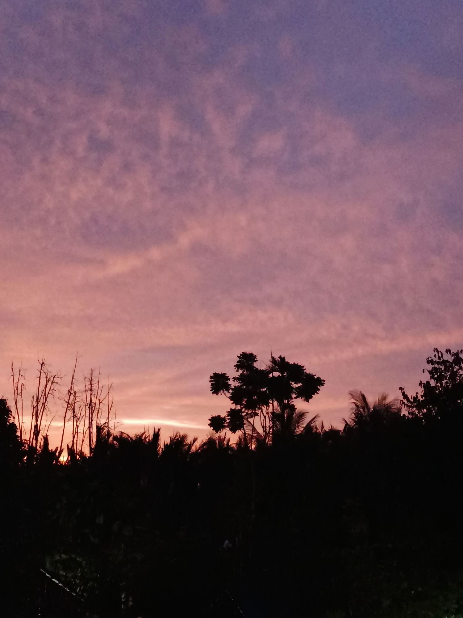 The image depicts a twilight sky with clouds tinged with pink and purple hues. Silhouetted against this sky are the outlines of trees and branches, with some bare, skeletal trees on the left and fuller foliage on the right. A bright band of light is visible near the horizon, suggesting the last rays of the setting sun. The scene is dark overall, with the foreground heavily obscured by shadows, indicating it was taken in a natural or semi-natural environment, likely outdoors. The reference to Blang Cut, Indonesia, places the image in a specific geographical context, suggesting a tropical or sub-tropical landscape characterized by dense vegetation. There are no visible people, actions, or interactions.