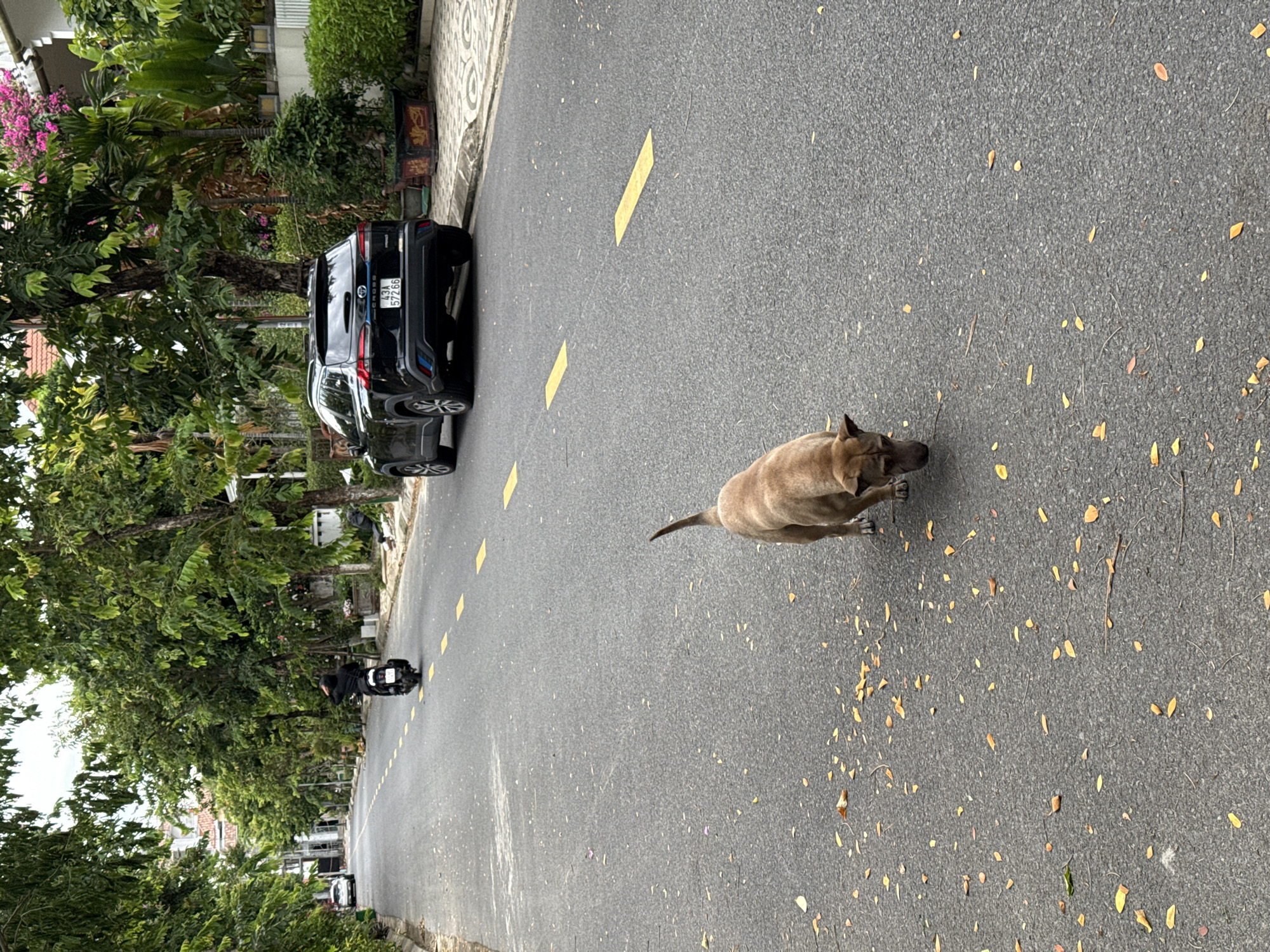 An overcast, outdoor scene captures a street in Da Nang, Vietnam, characterized by a paved road with yellow dashed lane markings and scattered fallen leaves. The perspective is from ground level, looking down a residential street lined with lush green trees and houses.
In the foreground, a medium-sized, tan dog is walking on the road, with its head lowered as if sniffing the ground. The dog's tail is held high and slightly curved.
Further down the street, a black SUV is parked on the right side. Its license plate reads "43A 572.66". A person wearing dark clothing rides a motorcycle away from the viewer, also heading down the street. On the left side of the road, a white car is visible in the distance, partially obscured by trees.
The environment suggests a quiet urban or suburban neighborhood. The presence of dense foliage and the architectural style of the houses point towards a tropical or subtropical climate, consistent with Da Nang. The street appears to be a common thoroughfare within this residential area.