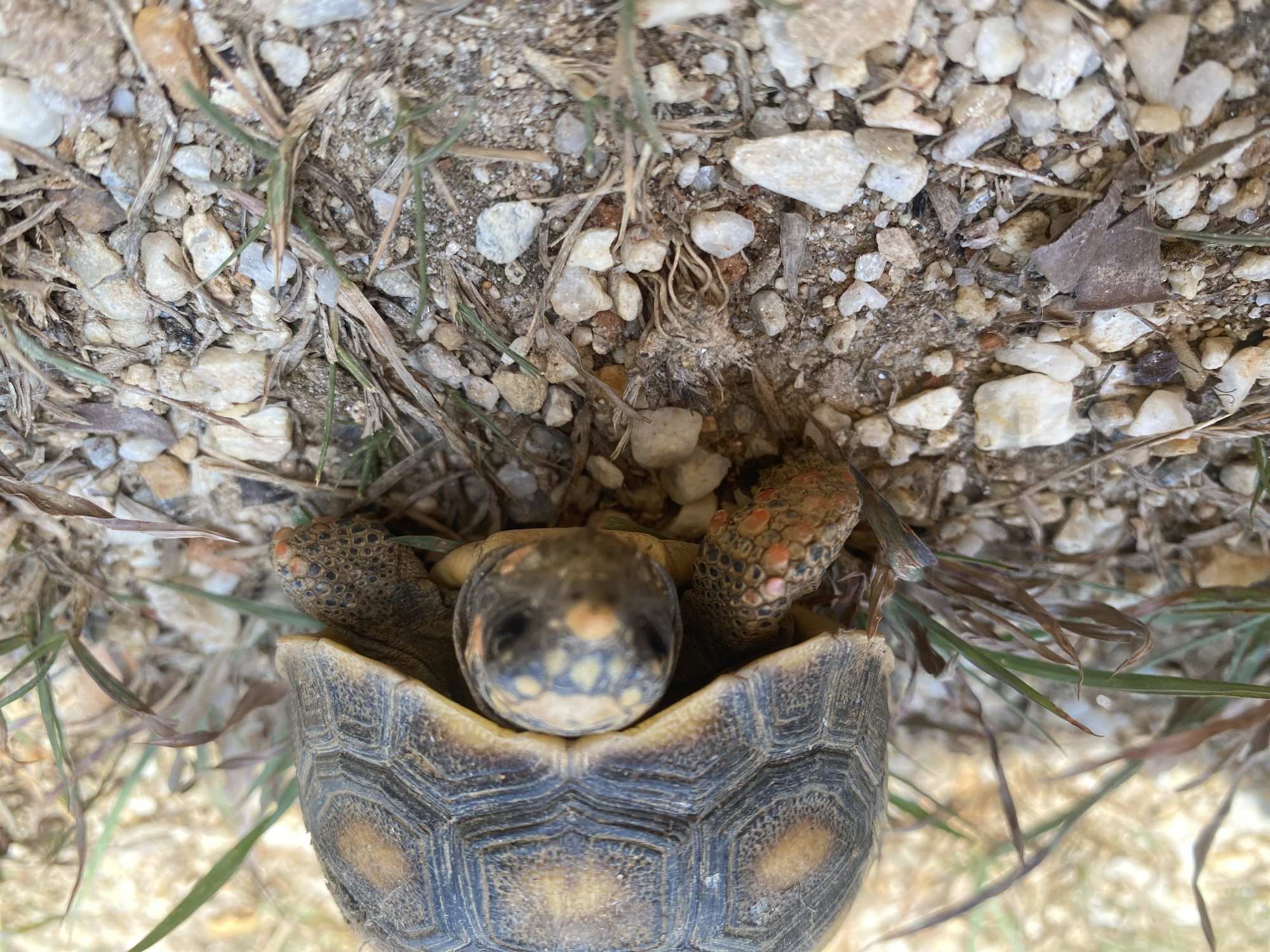 A small tortoise is centered in the frame, its head and front legs extended from its shell. The tortoise is on the ground, which consists of small rocks and dry grass. The photo was taken from directly above the tortoise. The location is likely Tinaquillo, Venezuela.