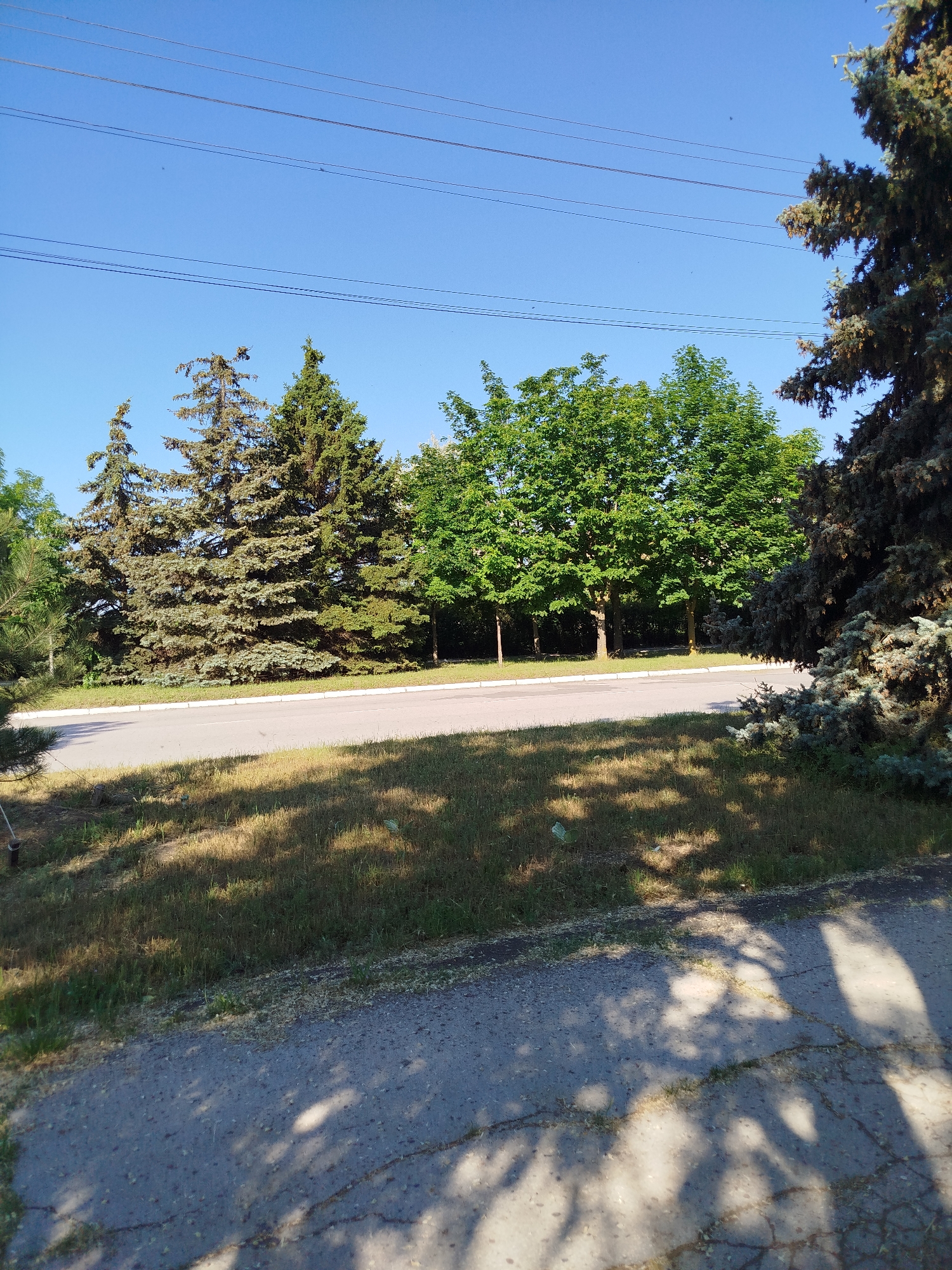 An outdoor, eye-level shot captures a tree-lined street under a clear blue sky. Power lines stretch horizontally across the upper portion of the image. A paved road runs parallel to a grassy area, separated by a white curb. A row of mature evergreen trees stands to the left of the road, with a dense cluster of deciduous trees behind them. The ground in the foreground is a mix of cracked pavement and dry, patchy grass, with shadows from overhead foliage dappling the surface. No people are present in the scene.