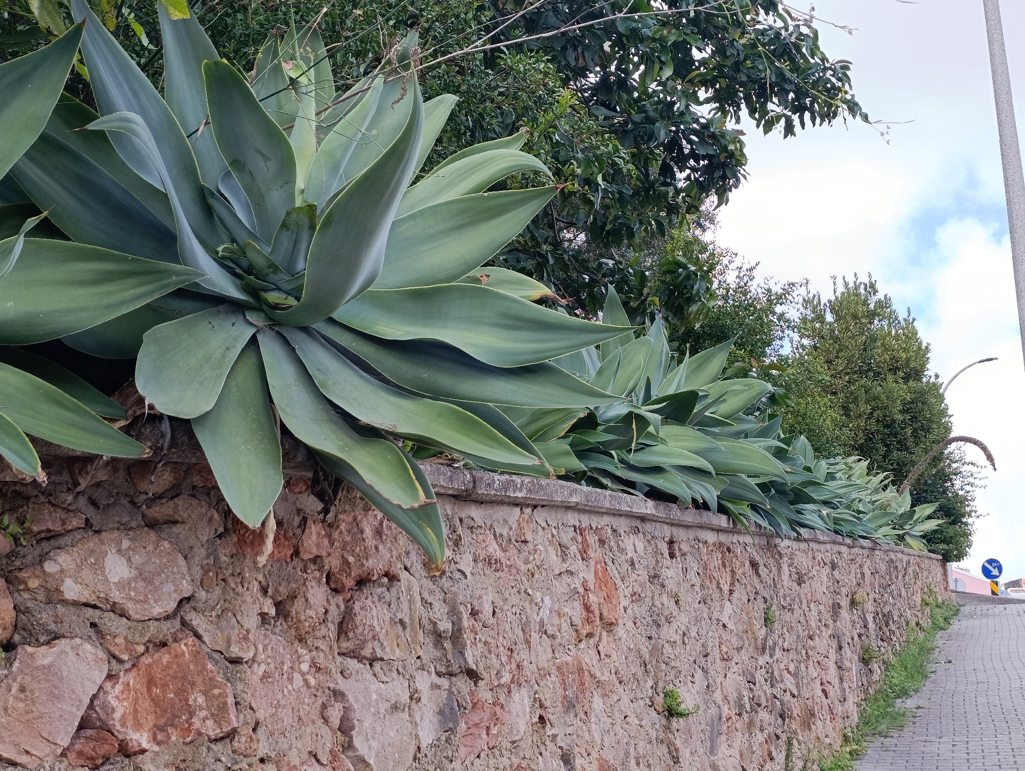 A low-angle, close-up shot captures a thick, ancient stone wall with a gray, smooth cap. On top of the wall, a row of large, green agave plants with thick, fleshy leaves is prominently displayed, with the closest plant extending over the wall, its leaves a deep green with lighter green accents. Behind the agave, a dense canopy of lush green trees creates a vibrant natural backdrop. To the right, a cobblestone pathway curves away from the wall, bordered by a thin strip of green grass. A light pole stands tall on the right side of the pathway, and a blue and white circular traffic sign with an arrow pointing down is visible in the distance. The sky is a pale blue with scattered white clouds. The scene appears to be located on a street in Setúbal, Portugal, likely a residential area or a path leading to one, given the presence of the stone wall, pathway, and mature trees.