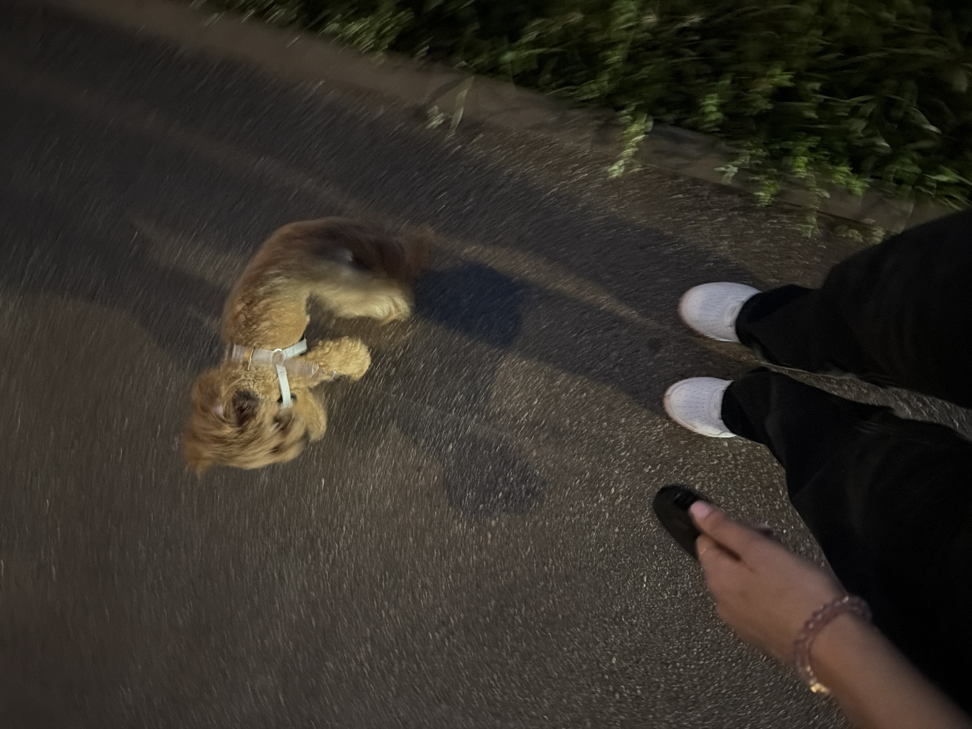 The image shows a person walking a dog at night on a sidewalk. The person is wearing black pants and white sneakers. They are holding a black object, possibly a leash or a phone, in their left hand and wearing a pink bracelet. The dog is small and brown with a harness. The sidewalk appears to be made of asphalt. To the right of the sidewalk, there is vegetation, suggesting an outdoor urban environment. The lighting suggests it is dark, likely evening or night. Based on the context of the city of Kyiv, Ukraine, this scene likely depicts a common urban activity of walking a pet during nighttime hours.