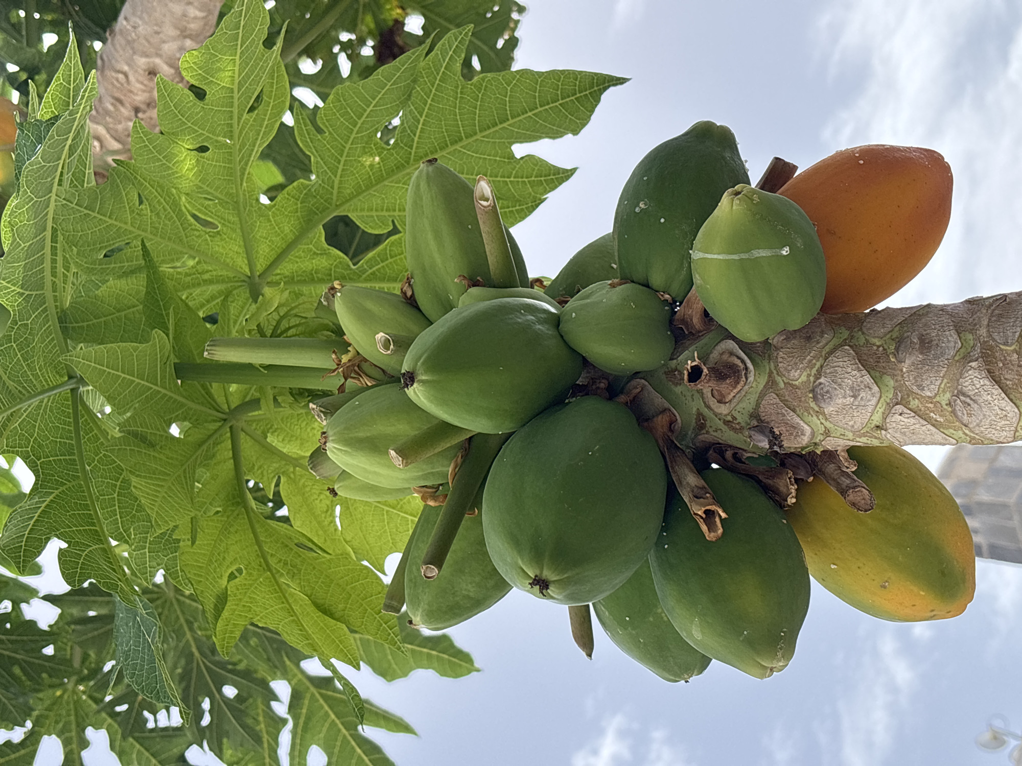 An upward-angle medium shot captures a cluster of papayas growing on a tree, with large green leaves forming a canopy above. The papayas are of various sizes and stages of ripeness, with some appearing green and others showing hints of yellow and orange. The trunk of the papaya tree is visible, with its characteristic textured bark. In the background, the sky is overcast with a pale blue hue. The lower portion of the image reveals a blurred building structure. The scene appears to be an outdoor setting in a city, possibly Orihuela, Spain, given the context.