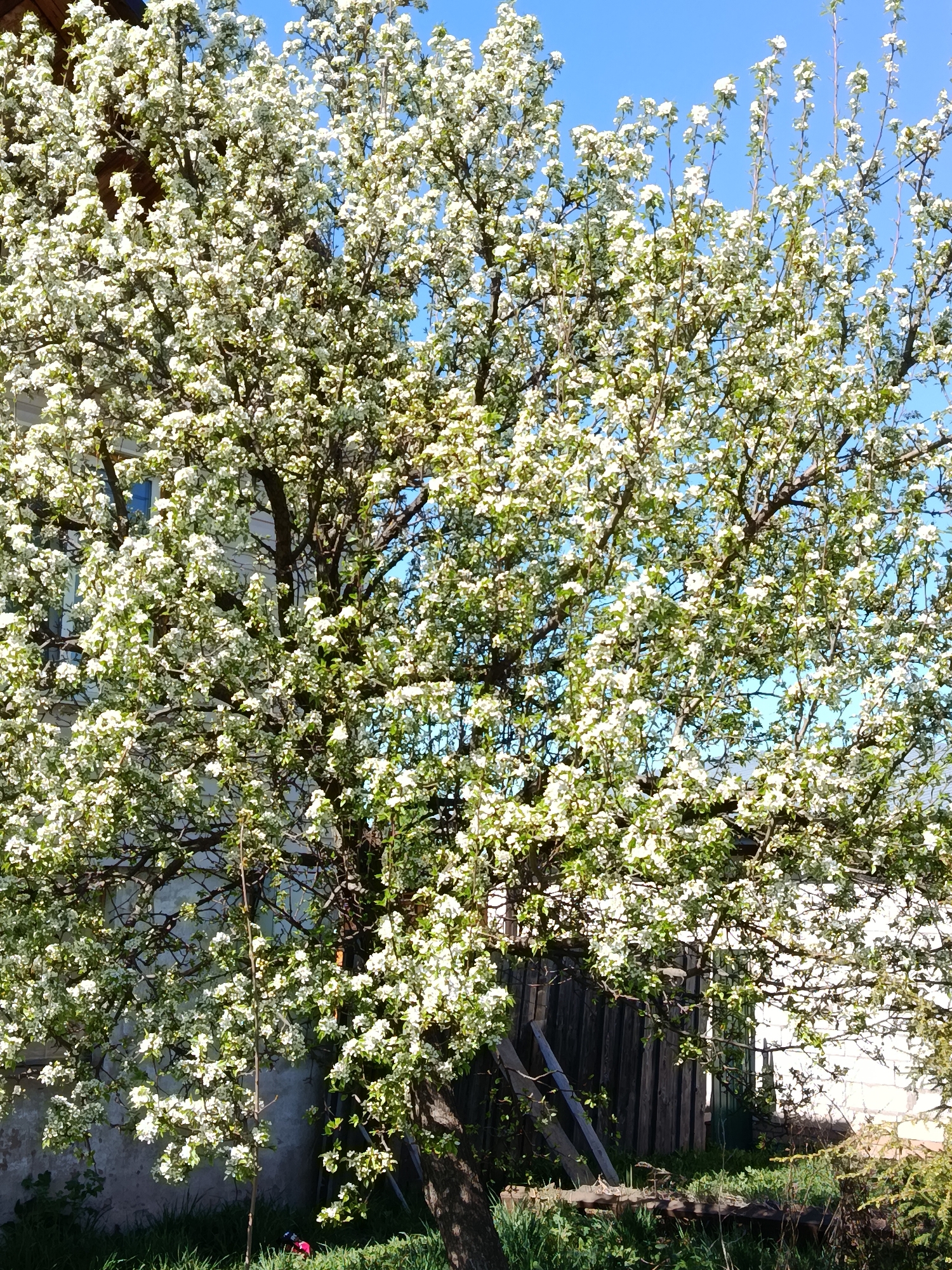 A large tree covered in white blossoms dominates the frame, reaching high against a clear blue sky. A building with a visible window stands behind the left side of the tree. To the right, a weathered wooden fence is partially obscured by the flowering branches. The foreground features green grass and vegetation. The location is Фоки, Russia.