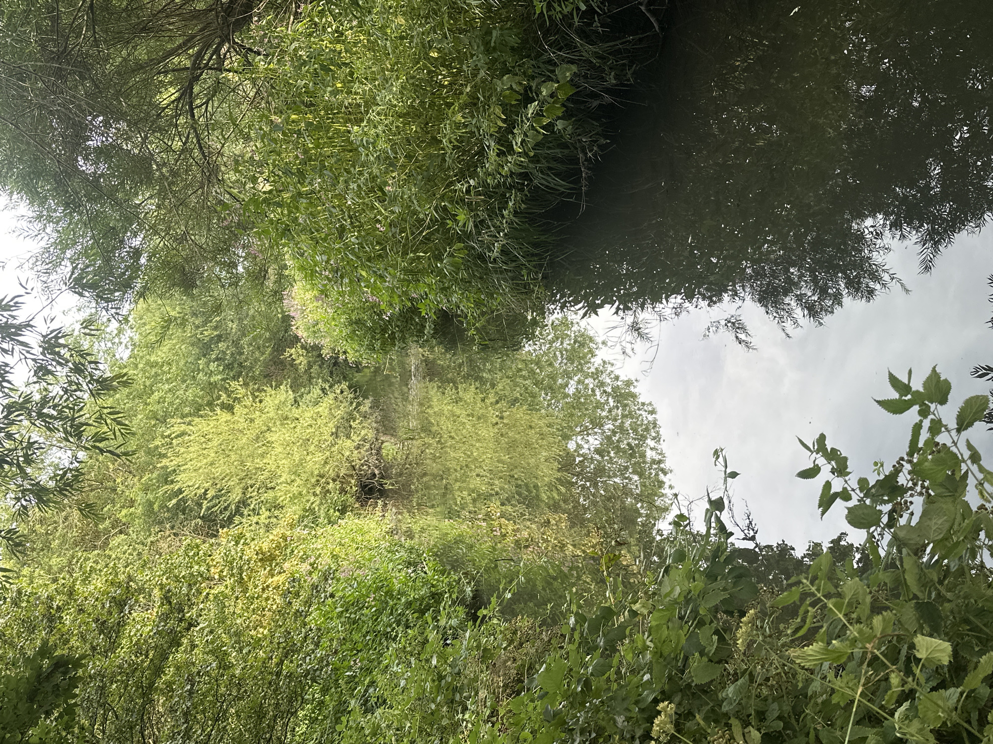 The image depicts a narrow, still body of water, likely a canal or small river, bordered by dense, lush green foliage on both sides. The water's surface reflects the trees and sky, creating a mirror-like effect. The vegetation is varied, with tall grasses, leafy plants, and some flowering plants with small purple blossoms visible. The overall impression is one of a secluded natural setting within an urban environment. The lighting suggests it is daytime, with sunlight filtering through the leaves. There are no people or animals visible in the scene.