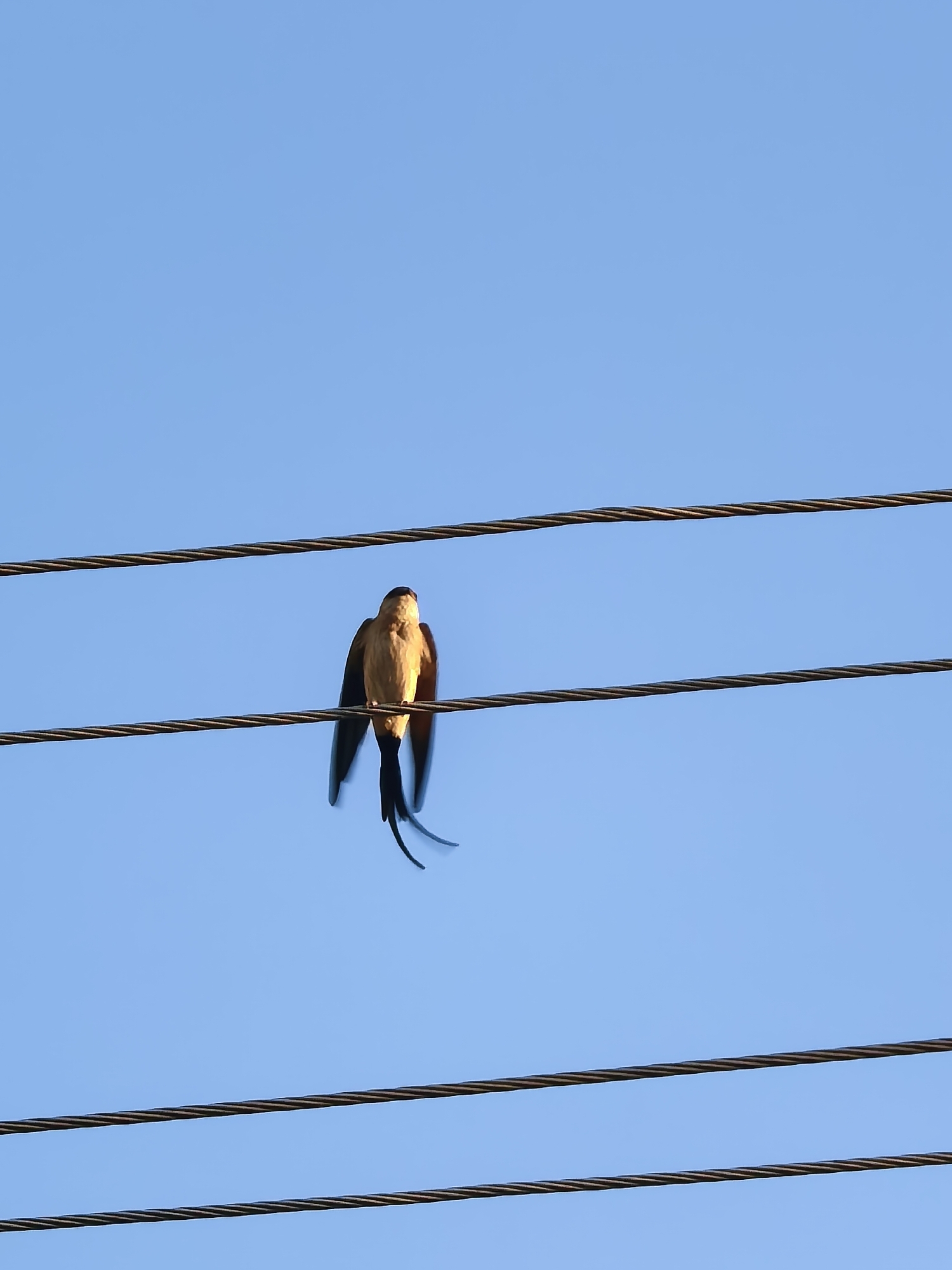 A swallow with extended wings and long tail feathers sits on a high-voltage power line, viewed from below against a clear blue sky. The power lines are composed of twisted metal strands and run horizontally across the frame. The location is Unknown, Unknown.