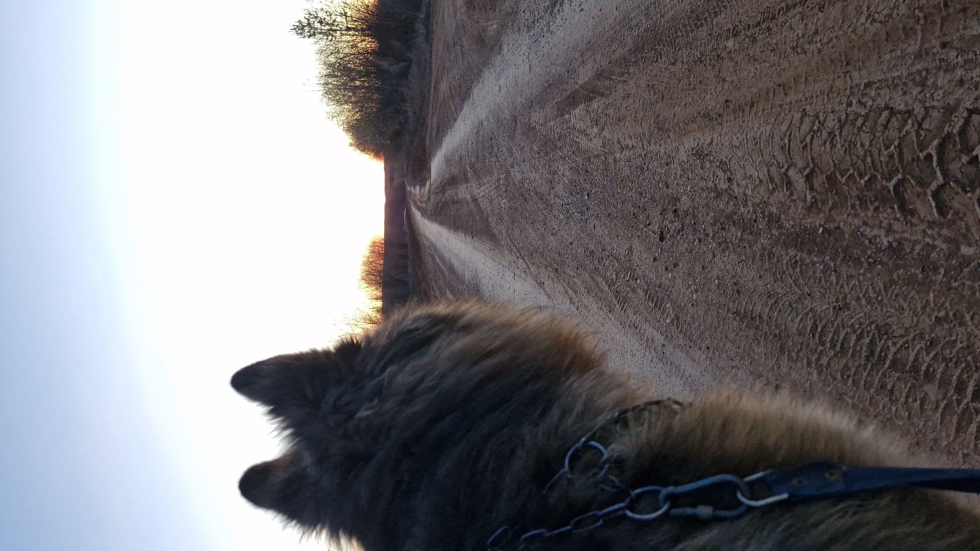 The image depicts a dirt road leading into a bright, hazy sunset. The road surface shows tire tracks. On either side of the road are low-lying bushes or trees. In the foreground, the back of a brown, furry dog's head is visible, with a chain leash attached to a collar. The scene is outdoors, and the location may be Otchor, Russia.