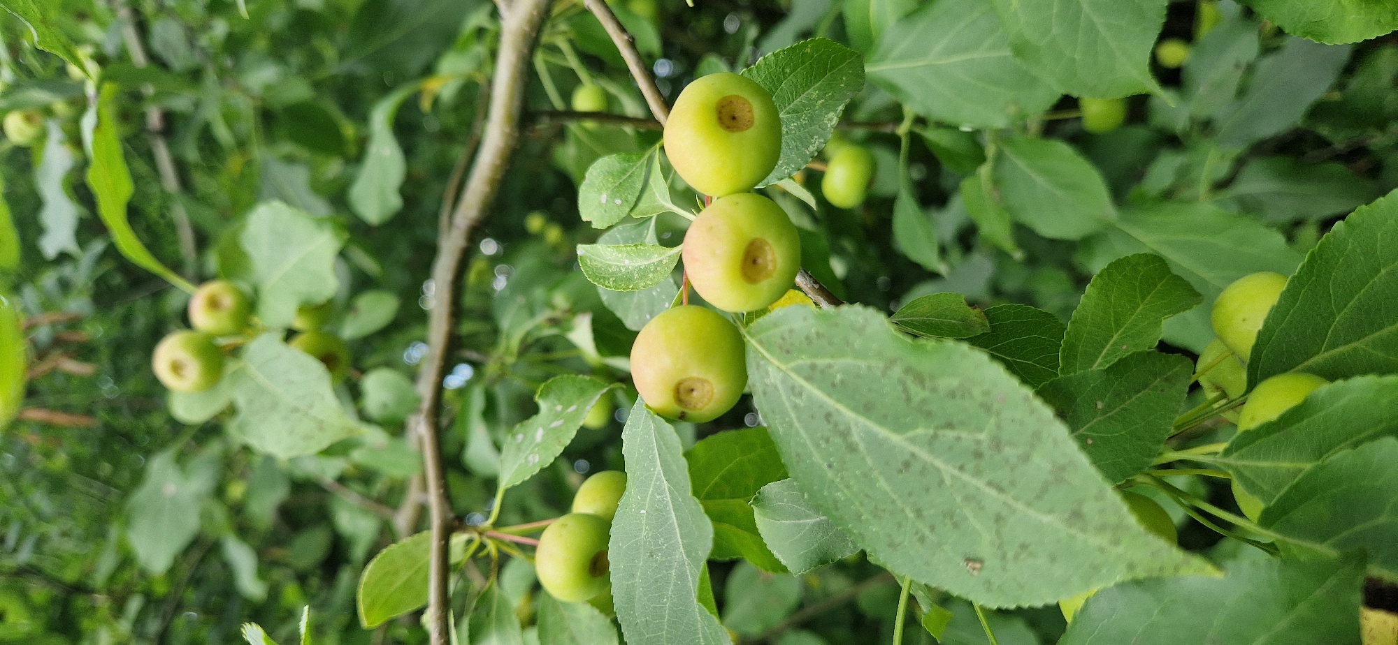 A close-up shot shows several small, green, unripe apples or crabapples growing on the branches of a tree. The apples are round and have a slightly indented stem area. Green leaves of varying sizes surround the fruit, some with small brown spots. The background is filled with more foliage, creating a dense, leafy environment. The image appears to be taken outdoors, likely in a natural setting or a garden. The scene depicts a detail of plant life, focusing on the developing fruit and the surrounding greenery.