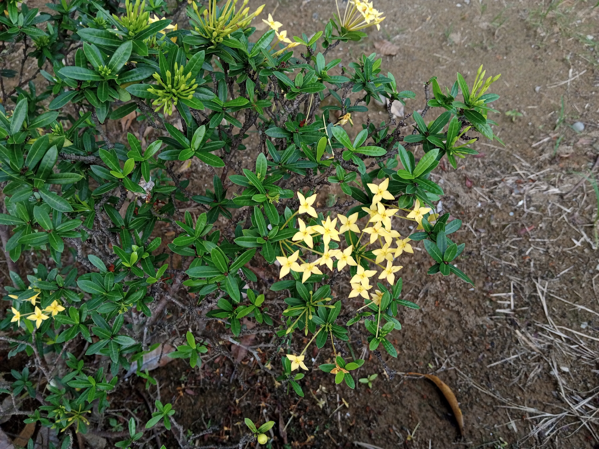 The image shows a close-up, high-angle view of a small shrub with numerous green leaves and clusters of small, star-shaped yellow flowers. The shrub is situated outdoors, with dry, sandy soil and sparse brown grass and twigs visible in the background. The lighting suggests it is daytime. The scene is devoid of any human presence or activity.