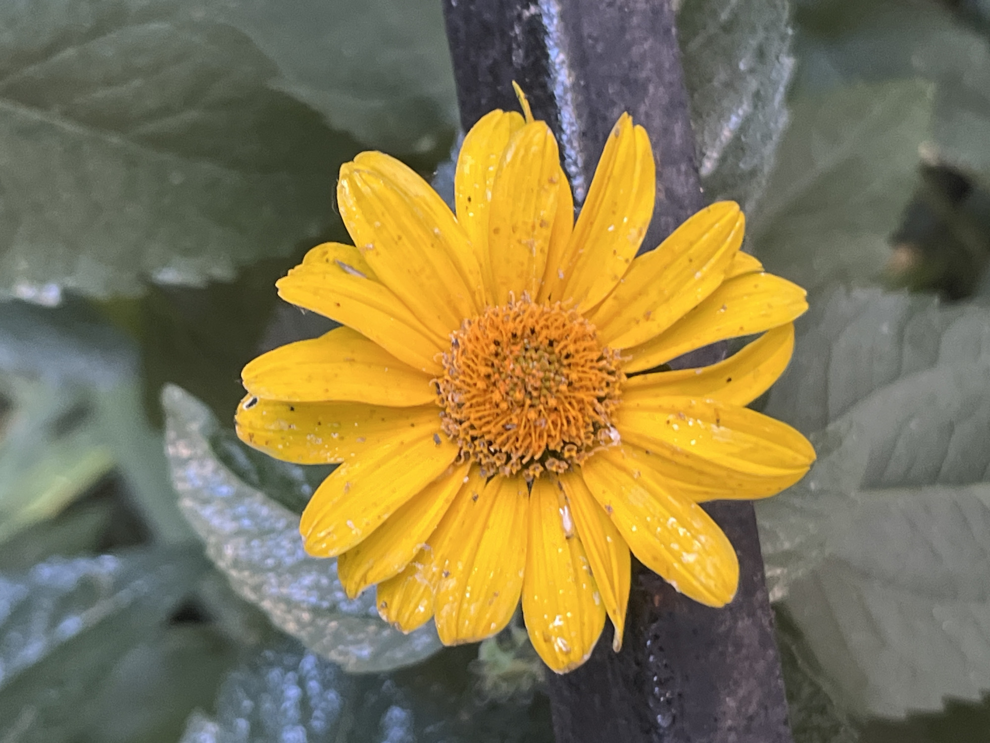 This is a close-up, eye-level, horizontal shot of a bright yellow flower with many petals, set against a blurred background of green leaves and a dark, rough object that appears to be a fence post or branch. The flower is in sharp focus, with its center being a cluster of small, orange, stamen-like structures. The petals are elongated and slightly curled, with a textured appearance, and are speckled with small white and grey dots, possibly pollen or dirt. The dark object on the right side of the frame is partially obscuring the flower. The background is predominantly soft green, indicating an outdoor, natural setting. The lighting suggests it is daytime, possibly with overcast conditions or dappled sunlight, given the soft shadows and diffused light. There is no visible text in the image. The scene is tranquil and focuses on the natural beauty of the flower. The location context of Dnipro, Ukraine, places this image within a European setting, likely in a garden or park.