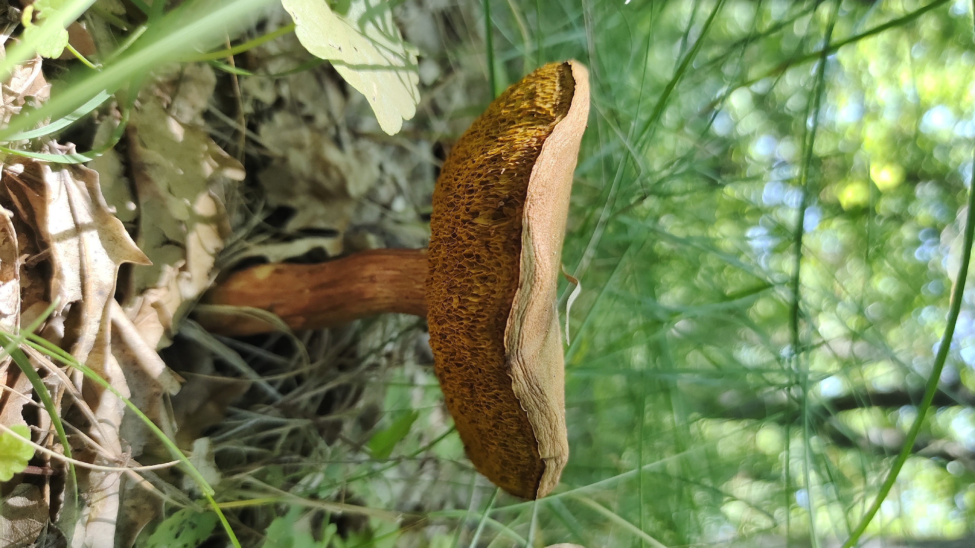 This is a close-up, eye-level, medium shot of a single mushroom growing among fallen leaves and green foliage. The mushroom is positioned horizontally across the frame, with its stem on the left and its cap extending to the right. The cap is a light brown color with a textured underside featuring many small, hexagonal pores, appearing a darker yellow-brown. The stem is a reddish-brown color. The background is softly blurred, showing dappled sunlight filtering through green leaves, suggesting an outdoor, possibly wooded, environment. Some dry, brown leaves are visible near the mushroom, and thin, green blades of grass or other plants are in the foreground and around the mushroom. The lighting suggests it is daytime, likely a sunny day, with natural light illuminating the scene. There is no visible text in the image. The setting appears to be a natural environment, possibly a forest floor or a garden area in Mikhaylovka, Russia. No people or specific events are depicted, the focus is entirely on the mushroom and its immediate surroundings.