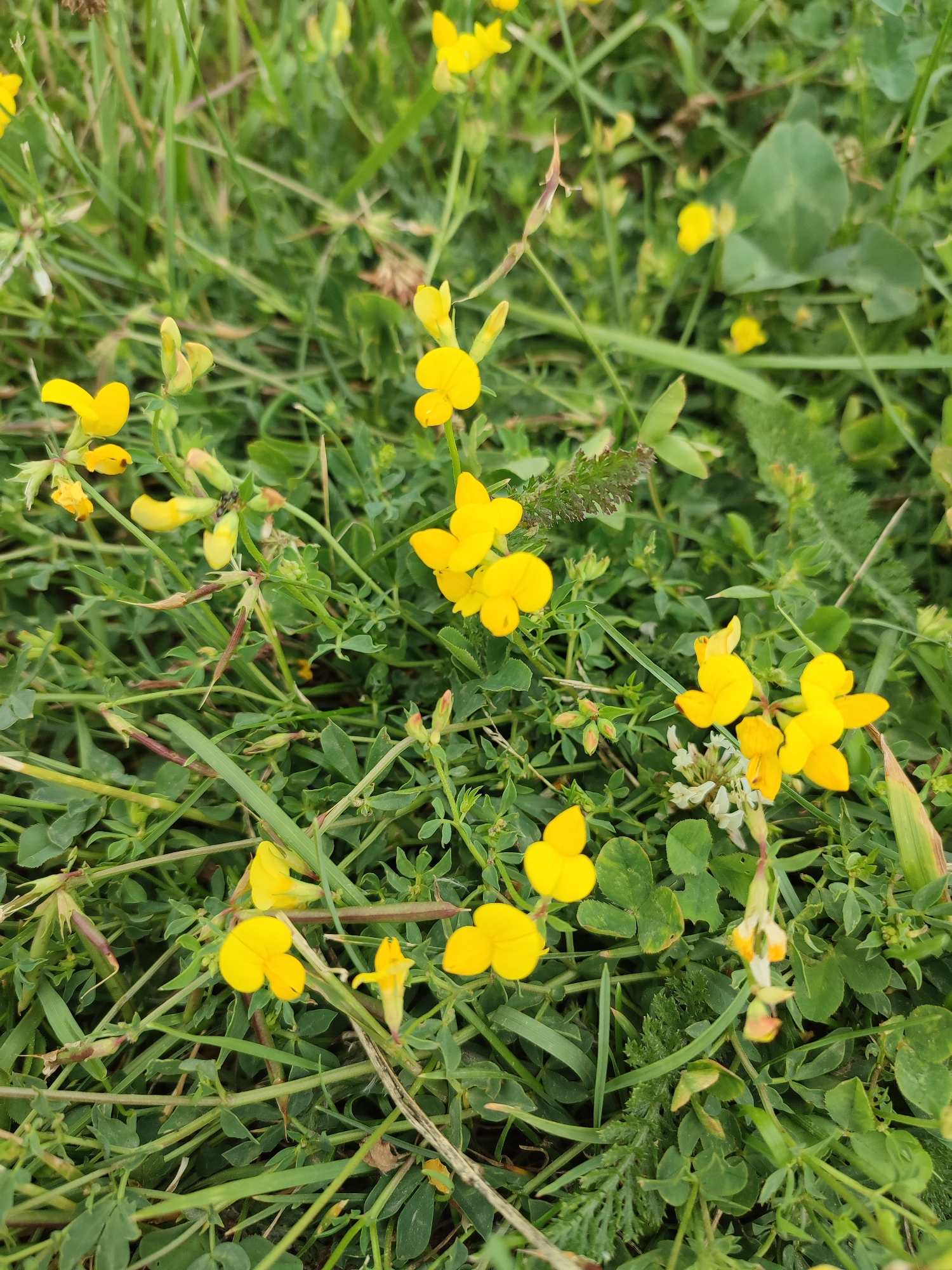 The image is a close-up, eye-level shot of yellow wildflowers in a grassy field. The flowers are small and bright yellow, with some appearing to be in bloom while others are buds. They are scattered among green grass and clover-like plants with small, tripartite leaves. Some longer, thin, dried seed pods are also visible, suggesting a late spring or summer setting. The lighting suggests it is daytime, and the focus is on the natural details of the flora. No people, animals, or man-made objects are present. The overall scene is one of natural growth and a wild meadow environment.