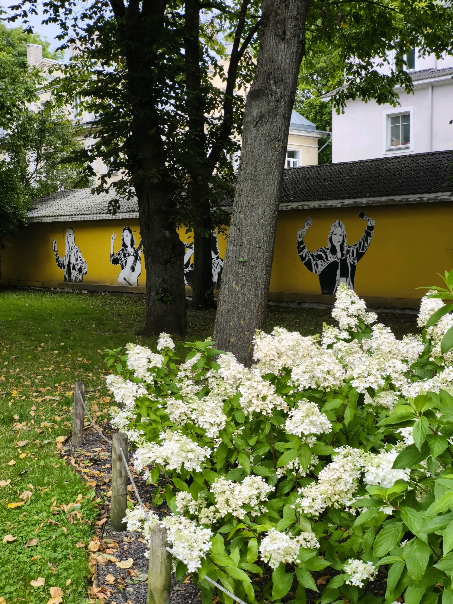 The image depicts a street art mural on a yellow wall in Tallinn, Estonia. The mural features stylized black and white depictions of individuals in various poses, including one holding a guitar and another with arms raised holding objects that resemble cell phones. Behind the mural, portions of buildings are visible, including rooftops and windows. In the foreground, lush green grass is interspersed with fallen yellow leaves. A low wooden fence with rope detailing runs along the edge of the grass, separating it from a darker, gravel-covered area. In the immediate foreground, a dense cluster of white hydrangeas with green leaves dominates the lower portion of the image. The scene appears to be a public outdoor space, possibly a park or a garden adjacent to a street.