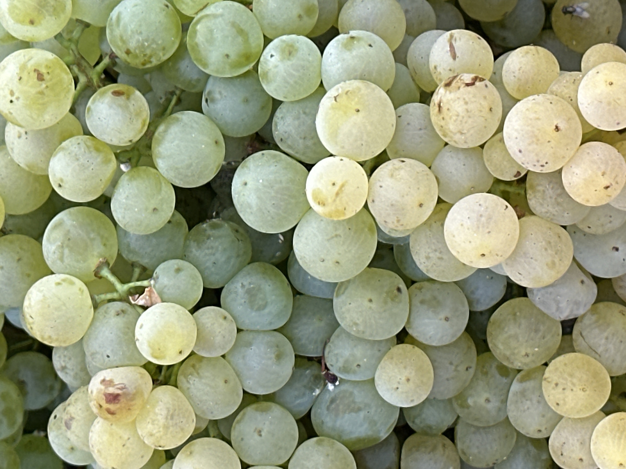 A macro shot captures a dense cluster of ripe green grapes, filling the frame. The grapes are plump and round, varying slightly in color from pale green to yellowish-green, with some exhibiting subtle brown blemishes. The lighting highlights the translucent quality of the grape skins, revealing small seed-like specks within. The texture appears smooth and slightly dewy. The background is a continuation of more grapes, creating a uniform, organic pattern. There are no people or overt actions depicted; the image focuses solely on the natural beauty and abundance of the fruit. The location is not specified in the image itself, and no elements within the scene provide clues to its specific placement in San José del Valle, Spain.