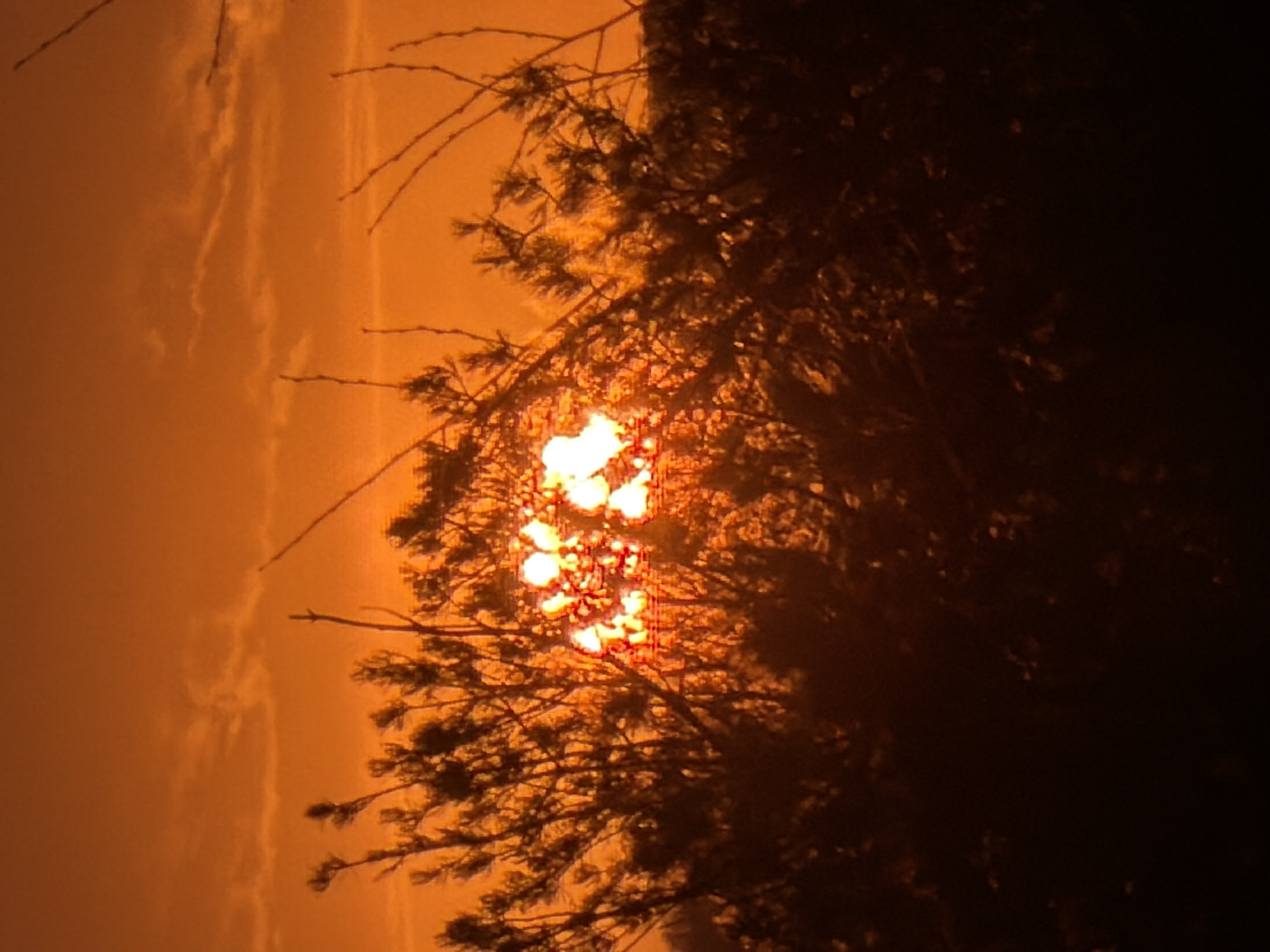 The image, taken in Chaikovsky, Russia, depicts a dramatic sunrise or sunset scene with an intensely orange-hued sky. The sun, appearing as a bright, diffused orb of fiery orange and yellow light, is partially obscured by the dense, silhouetted branches and needles of a tree, likely a conifer. The tree's dark form occupies the right and lower-central portions of the frame, its intricate branch patterns and foliage creating a stark contrast against the brilliant background.
The sky, particularly in the upper and left sections, is a uniform, deep amber-orange, suggesting atmospheric conditions such as smoke, haze, or pollution, which scatter blue light and allow reds and oranges to dominate. Faint, wispy cloud formations are discernible against this vibrant sky, adding texture without detracting from the overwhelming orange glow. No specific landmarks or human subjects are visible, focusing the scene entirely on the interplay of natural light, atmosphere, and vegetation. The overall impression is one of intense natural beauty, possibly imbued with a sense of awe or dramatic urgency due to the powerful color palette. There is no visible text in the image.