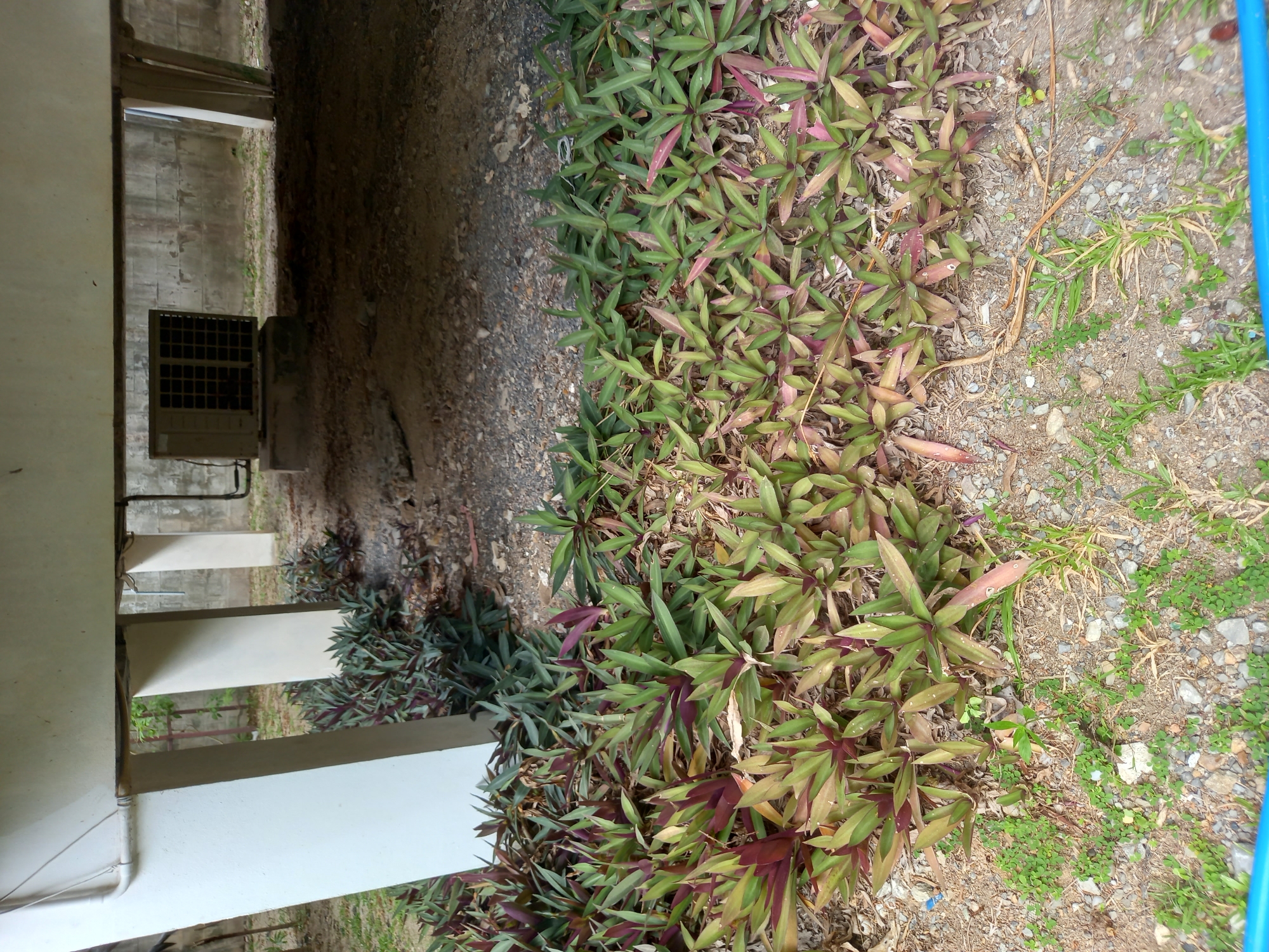 The image depicts the exterior of a building in Baan Mae Nam, Thailand, characterized by an elevated concrete structure supported by thick white pillars. Beneath the structure, a ground-level area is visible with a concrete floor and a gravelly surface. Lush green and purplish-red plants, specifically Tradescantia spathacea (Moses-in-the-cradle), are densely planted in the foreground, creating a natural border. In the background, an outdoor air conditioning unit is situated on a concrete base, suggesting the presence of residential or commercial facilities. The overall scene is one of outdoor utility and landscaping, typical of tropical environments. There are no people or animals present in the image, and no visible actions or interactions.