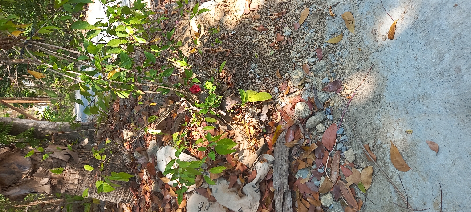 This image captures a close-up view of a patch of ground in Sidorejo, Indonesia, characterized by dry leaves, pebbles, and exposed soil. In the center of the frame, a small bush with green leaves is visible, bearing a single red flower. To the left, a large tree trunk with rough bark is prominent, and behind it, other trees and foliage suggest a natural or semi-natural environment. A portion of a paved surface, likely a road or pathway, runs horizontally across the upper part of the image, with shadows cast upon it. Several light-colored bags, possibly sacks, are scattered on the ground to the left, one of which is partially obscured by fallen leaves and bears faint markings including "PCC" and "20KG." The overall scene is one of an outdoor setting, with natural elements like trees and fallen leaves juxtaposed with man-made objects like the paved surface and the bags.