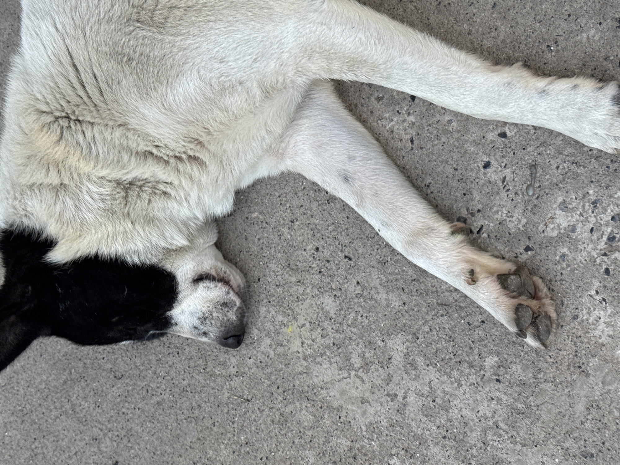 A black and white dog is lying down on a concrete surface in Avan, Armenia. The dog's head is on the left side of the image, with its face mostly obscured by a black patch of fur covering its left eye and forehead. Its mouth is slightly open, revealing a glimpse of its teeth. The dog's body extends to the right, with its white fur prominent. One of its front paws is visible in the lower left corner, showing its claws and paw pads. The concrete ground is a neutral gray, with visible textures and small specks of darker material. The lighting suggests it is daytime.