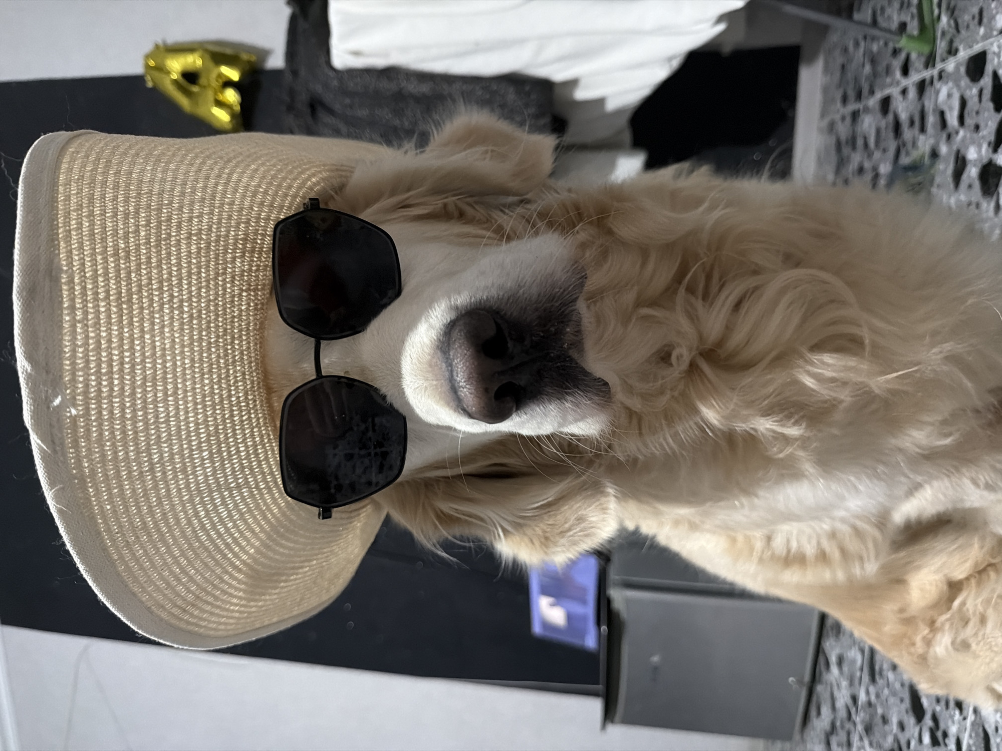 The image features a golden retriever dog posing humorously indoors. The dog, with its light golden, fluffy fur, is the central subject and is adorned with a light-colored, wide-brimmed straw hat and dark, rectangular-framed sunglasses. Its snout and black nose are prominent as it looks directly towards the viewer.
The setting appears to be an interior space, possibly a home, in Tbilisi, Georgia. In the background, to the upper left of the dog's head, a shiny, crumpled golden object, resembling a party hat or mask, is partially visible. Further back, there are indistinct dark surfaces and a white fabric object, possibly a bed or sofa with a sheet. To the lower right, a dark, tiled floor with a geometric pattern is visible, along with a dark, box-like object, which could be a piece of furniture or an appliance.
The lighting is bright, suggesting daytime. The dog's expression is neutral, but the accessories give the image a playful and charming quality. The photograph is rotated 90 degrees clockwise, presenting the dog on its side. No text is visible in the image.