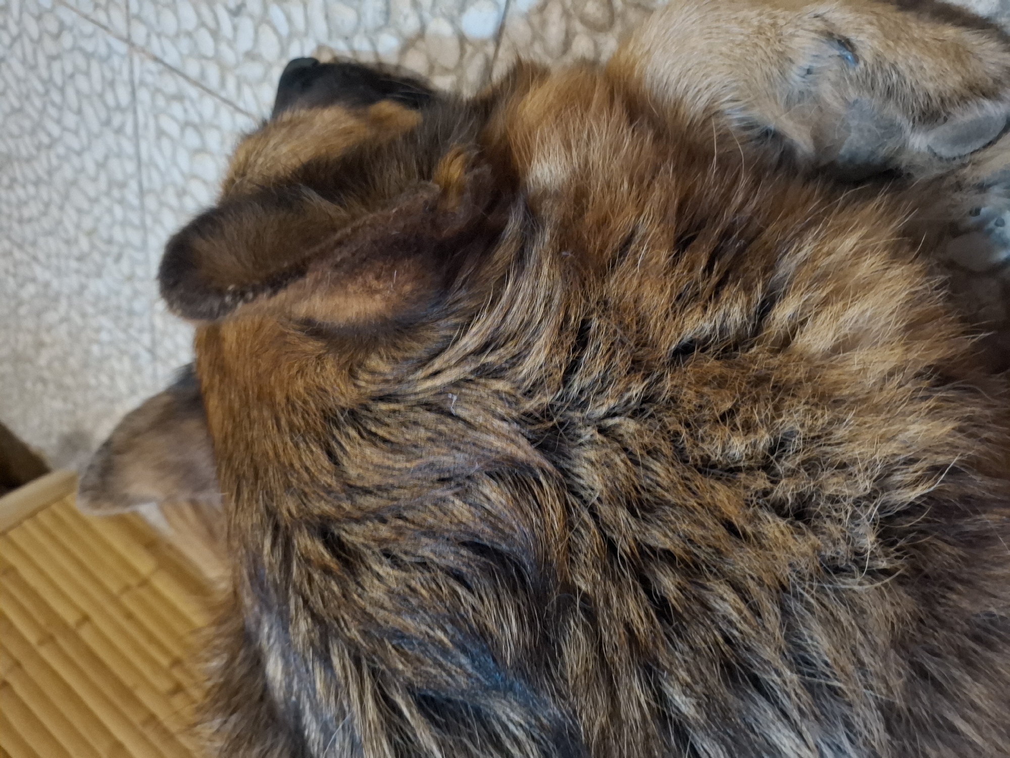 A close-up, overhead shot captures the back and head of a German Shepherd dog as it rests on a patterned floor. The dog's fur is a rich mix of brown, black, and tan, with visible texture and slight matting in places. The dog's ears are visible, one perked slightly and the other folded back. Its right paw is extended forward and resting on the floor. In the background, a blurred wooden structure with horizontal slats is visible, suggesting an indoor or covered outdoor environment. The floor is made of light-colored, irregularly shaped tiles.