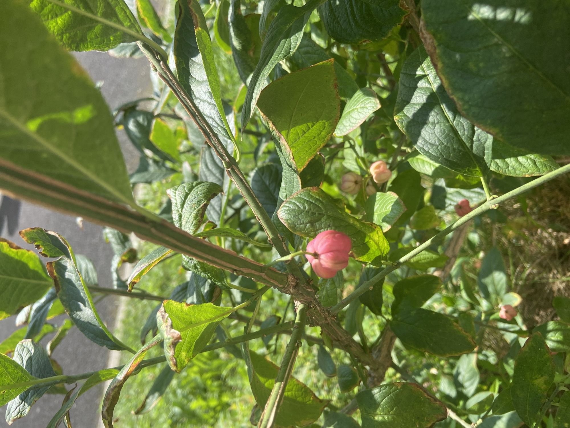This is a close-up, eye-level, outdoor shot of a plant with green leaves and pink seed pods. The plant's branches are thin and have a striped pattern of green and pinkish-brown. Several leaves show signs of browning and wilting at the edges. In the background, a blurred asphalt surface and green grass are visible. The scene is likely located in the city of Balashikha, Russia, and appears to be a natural or garden setting.
