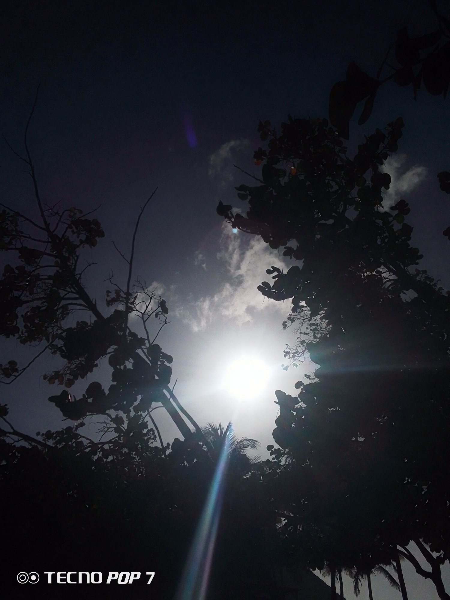 The image shows a low-angle shot of trees silhouetted against a bright sun, likely taken in Pedro González, Venezuela. The sun is obscured by clouds, creating a strong glare with light rays. Several trees are visible, their leaves and branches creating a dark, intricate pattern against the sky. The TECNO POP 7 watermark is at the bottom of the frame.