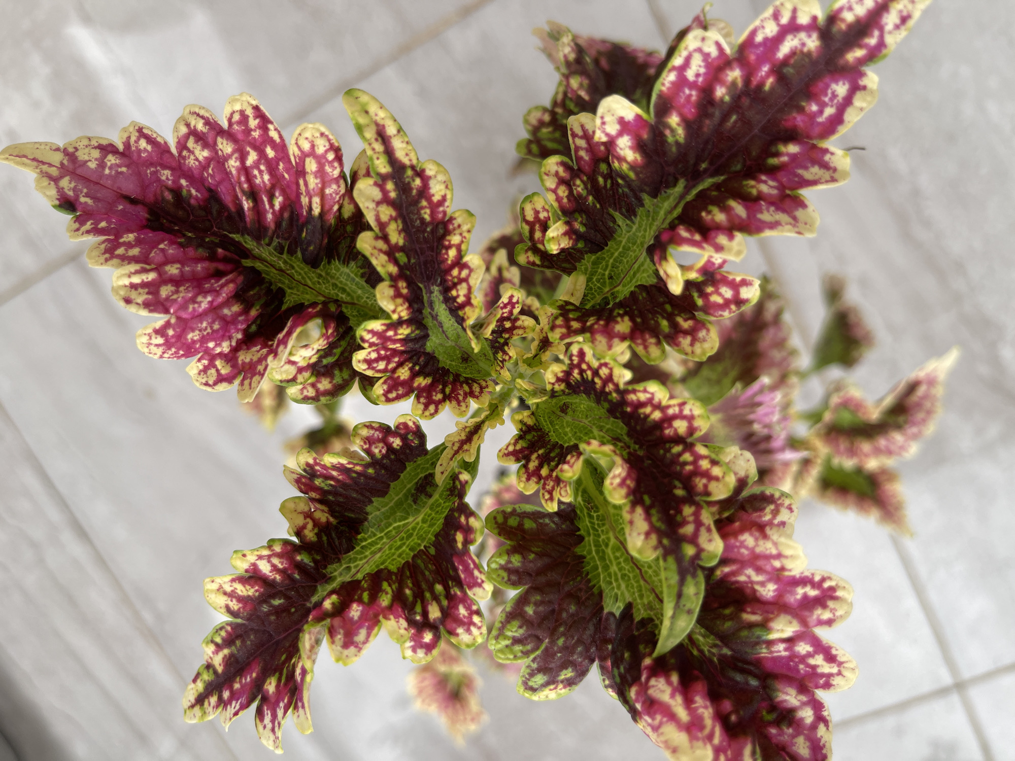 A top-down, close-up shot showcases the vibrant foliage of a coleus plant. The leaves display a striking pattern of deep magenta, lime green, and creamy yellow. The magenta forms irregular splotches and veins, while the green outlines the serrated edges and midrib, and yellow speckles are scattered across the surface. The leaves are deeply lobed, giving them a frilled appearance. The background is a soft, out-of-focus light gray, suggesting a tiled or textured surface. The scene is indoors, with no indication of the specific location within Madina, Ghana, or any surrounding environment.