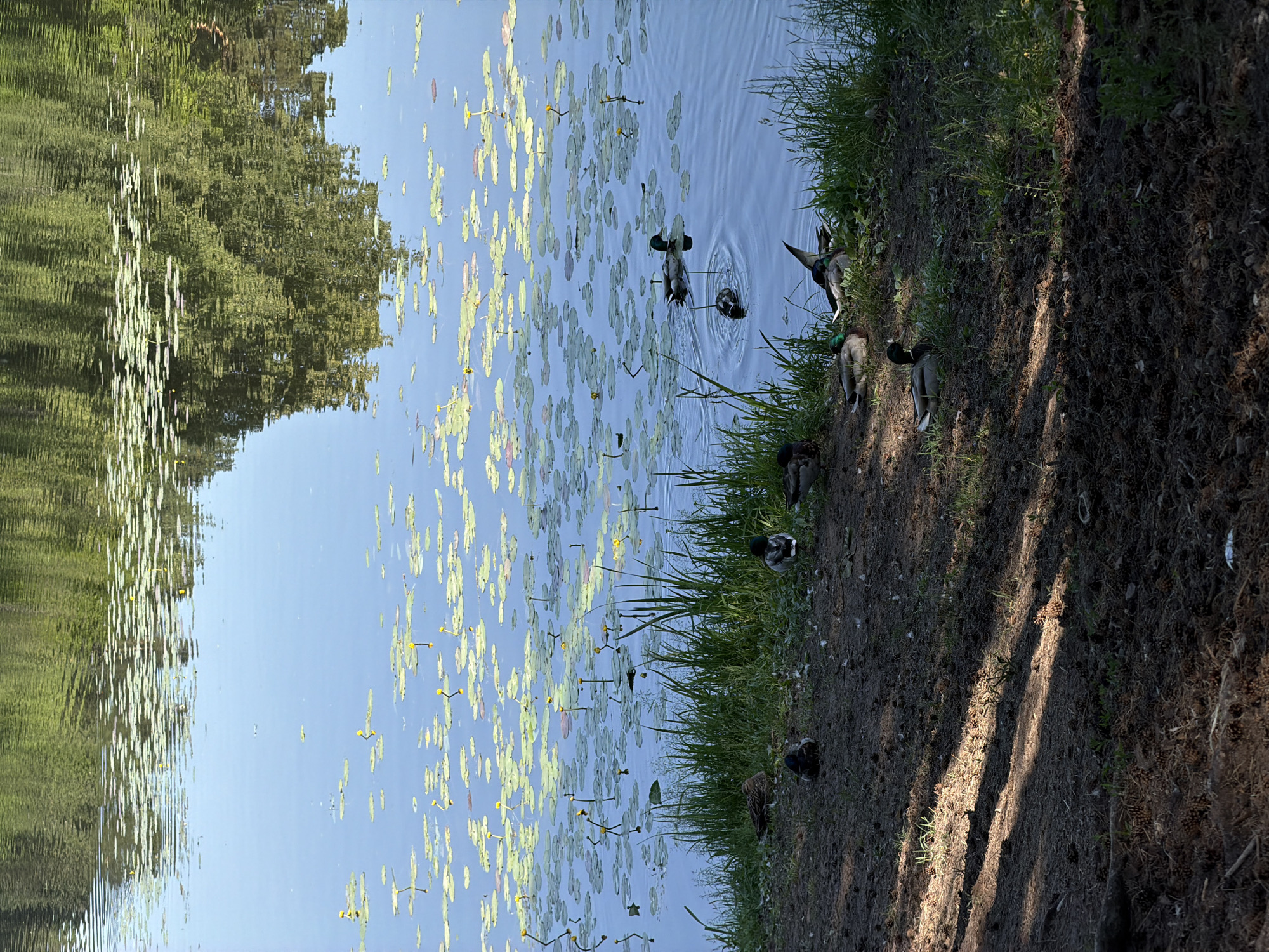 The image depicts a serene natural scene at a body of water, likely a pond or a slow-moving river, with lily pads and small yellow flowers floating on its surface. The water reflects the surrounding greenery, creating a dappled effect. On the bank, several ducks are visible, some resting on the grassy edge and others swimming in the water. The ground on the bank is covered with dark soil, pinecones, and sparse vegetation, with dappled sunlight illuminating parts of it. The scene is tranquil and indicative of a natural habitat within a park or a less urbanized area. Based on the provided information, this scene is located in the city of Moscow, Russia.