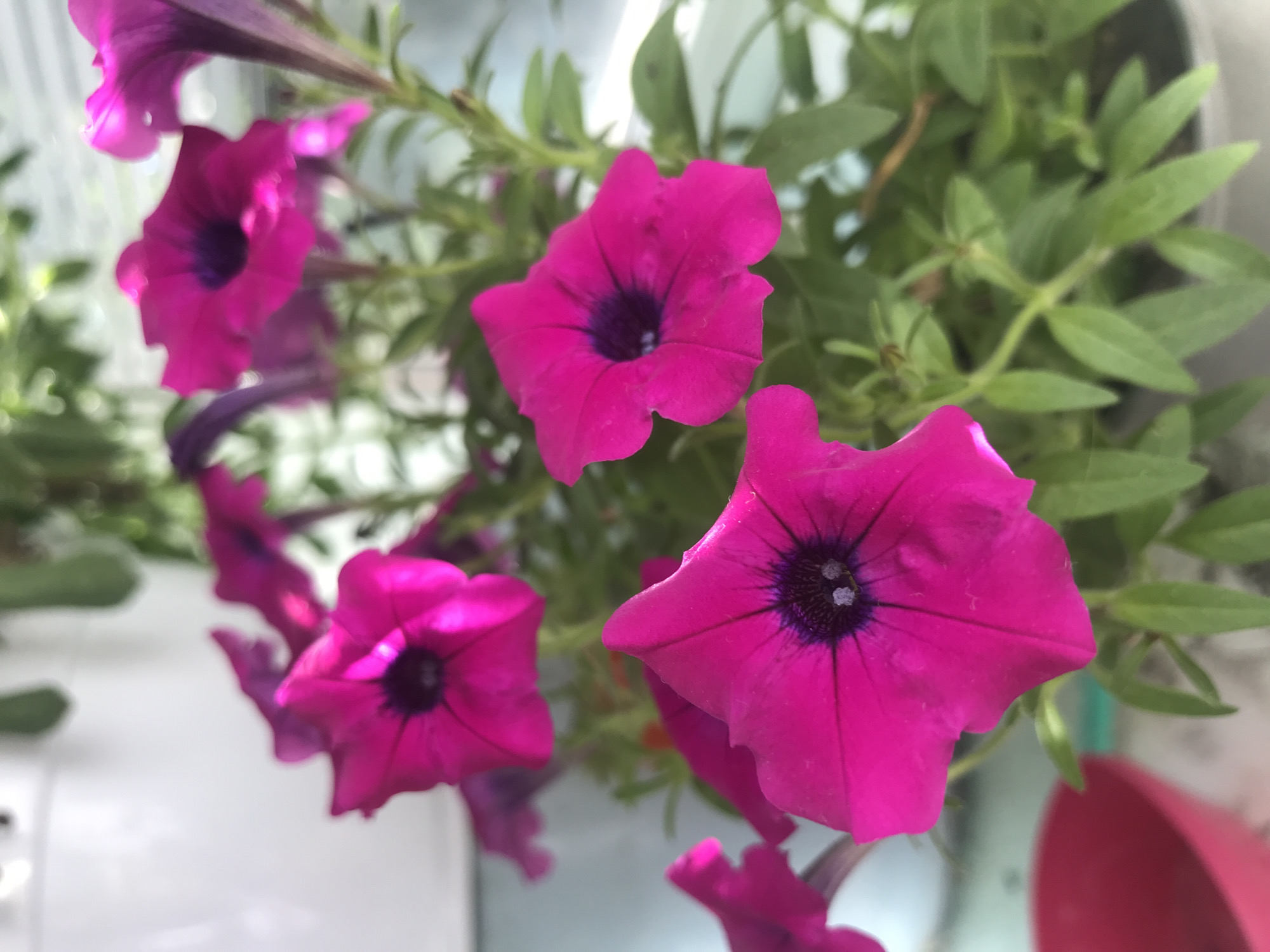 A close-up shot focuses on several vibrant pink petunias with dark purple centers, blooming against a softly blurred background. The flowers are in various stages of opening, with some petals fully unfurled and others still partially closed. Green leaves and stems of the petunia plant are visible, adding depth to the composition. The lighting suggests an indoor setting, possibly near a window, with a bright white object in the upper left corner that could be a pot or a wall. A portion of a pink bowl or container is visible in the lower left corner of the frame.