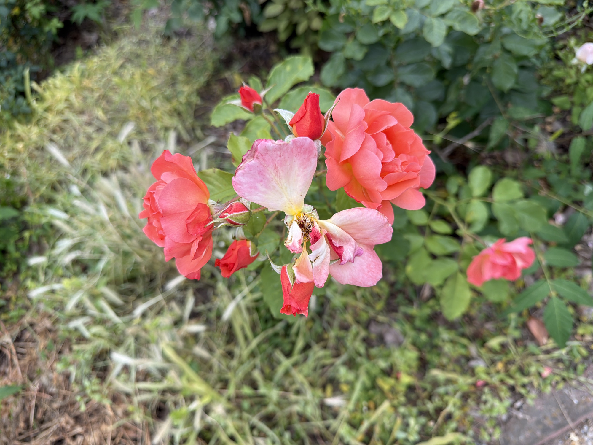 This is a close-up, high-angle, vertical shot of a cluster of coral and pink roses with green leaves and stems. The roses are in various stages of bloom, with some fully open and others appearing as buds. The background is out of focus and appears to be a garden setting with dry grass and soil. The image is lit by natural daylight. There are no people or animals visible in the image. The scene does not contain any identifiable landmarks that would indicate a specific location within Pazardzhik, Bulgaria.