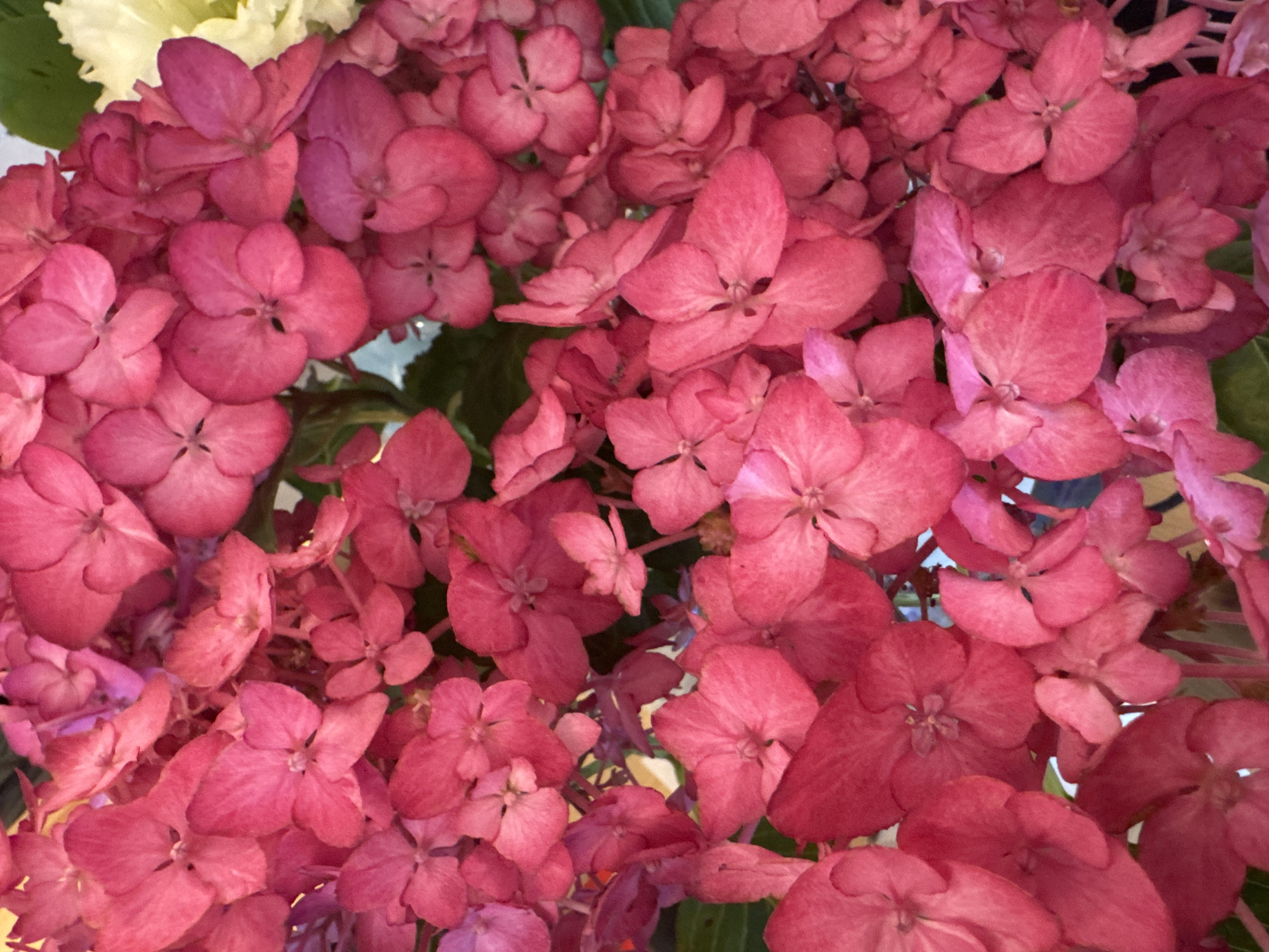 The image is a close-up, overhead shot of a cluster of vibrant pink hydrangea blossoms. The flowers are densely packed, creating a textured surface. The petals are delicate and appear to be slightly velvety. Some of the flowers have a deeper pink hue, while others are a lighter, almost fuchsia shade. There are hints of green foliage visible between the blossoms. The lighting is soft, casting subtle shadows that highlight the curves of the petals. The overall impression is one of abundant, lush floral beauty. There is no discernible information within the image to suggest a specific location in Kremenchuk, Ukraine, nor are there any people or actions depicted.
