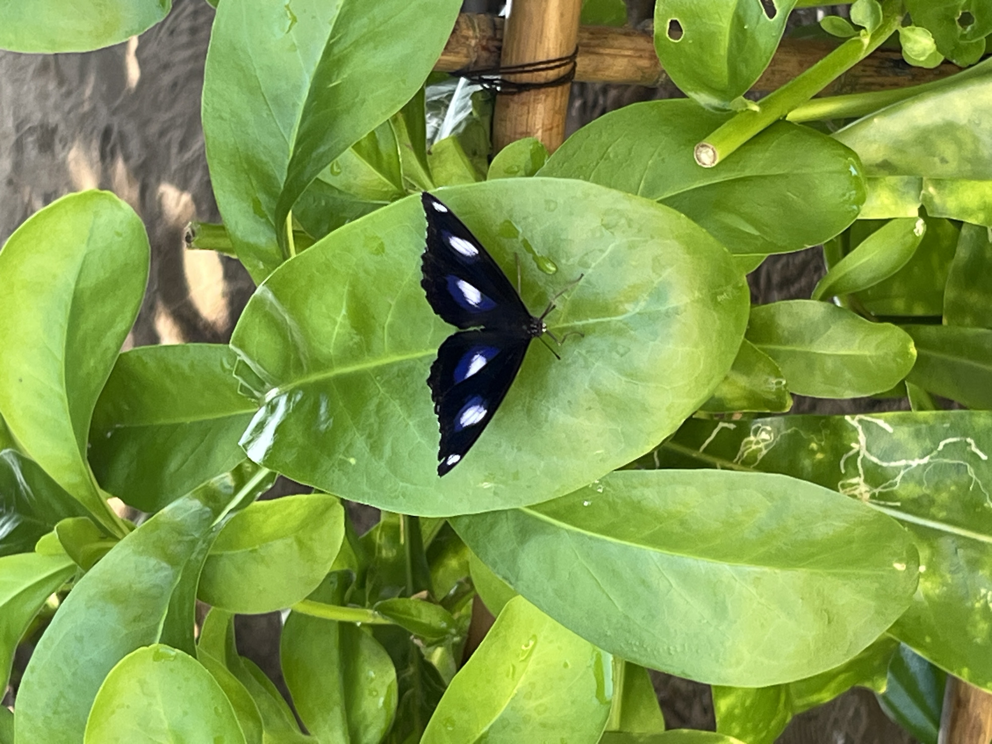 A black butterfly with blue and white markings is resting on a bright green leaf. The leaf is large and oval-shaped with a slightly shiny surface, indicating it may be wet. The butterfly's wings are spread open, revealing the symmetrical pattern of its markings. The background consists of more green foliage, with some bamboo structures visible on the right side of the frame. The lighting suggests it is daytime, possibly with some sunlight filtering through the leaves. The image appears to have been taken in an outdoor, natural setting.