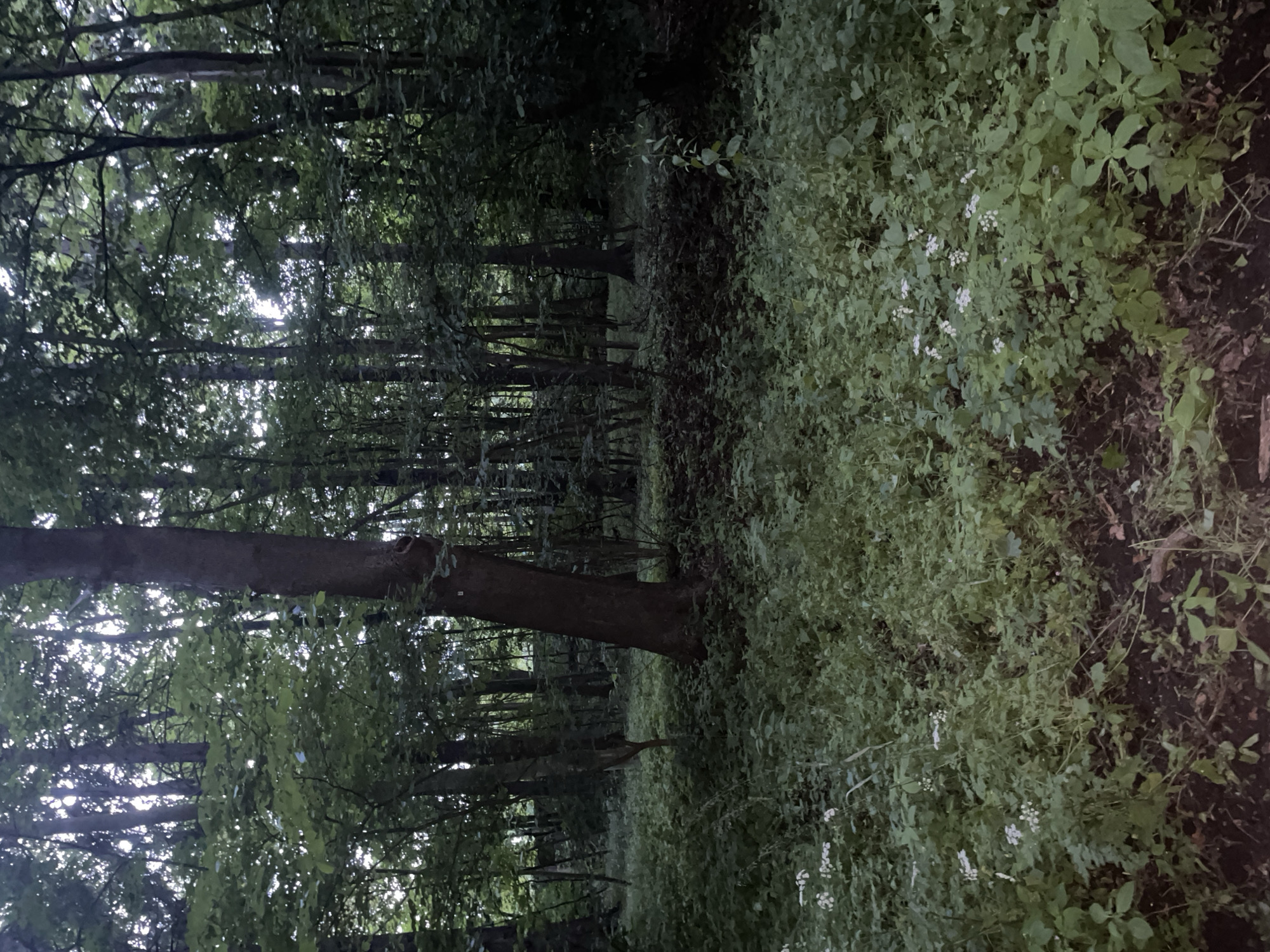 The image depicts a dense forest floor covered in lush green undergrowth and scattered small white flowers. Sunlight filters through the tall trees, creating dappled light and shadows. The trees are predominantly deciduous, with thick trunks and full canopies of green leaves. The scene is natural and undisturbed, suggesting a wild or park-like setting. There are no people or animals visible in the image. The ground is dark soil mixed with leaf litter and fallen twigs. The overall impression is one of a serene and overgrown woodland. There is no specific information in the image that allows for the precise location in Kołobrzeg, Poland to be identified.