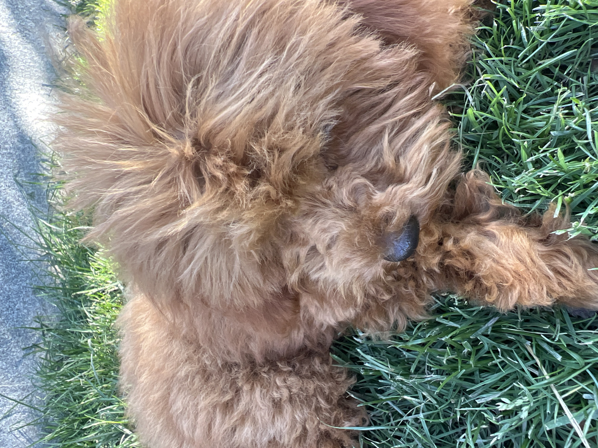 The image shows a close-up of a golden-colored, fluffy dog lying on green grass. The dog's fur is shaggy and covers most of its body, with its snout and a dark nose visible. The grass is lush and green, with some blades casting shadows. In the background, a textured gray surface, possibly a concrete wall or pavement, is visible. The lighting suggests it is daytime, with sunlight illuminating the scene. The location is the city of Kostinbrod, Bulgaria.