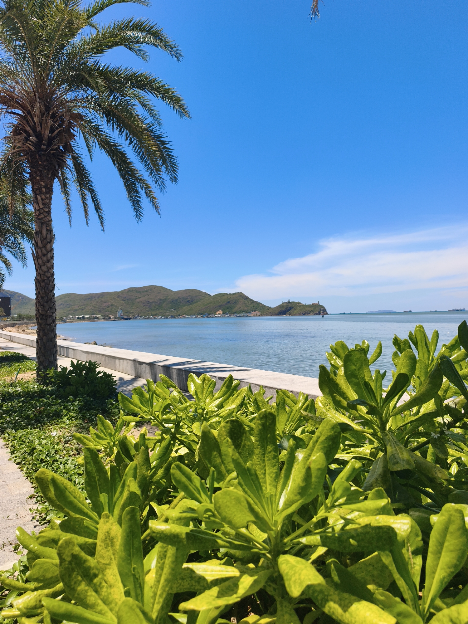 This image captures a scenic view of the coastline in Quy Nhon, Vietnam, likely along Xuan Dieu Street or a similar coastal promenade. In the foreground, lush green foliage dominates the right side, its glossy leaves catching the sunlight. To the left, a paved walkway runs alongside a low concrete wall bordering the sea. A large palm tree stands prominently on the left, its fronds reaching towards the bright blue sky. Beyond the walkway and wall, the calm, blue sea stretches out to the horizon. In the distance, rolling green hills form the backdrop, with a small town or settlement visible along the shoreline. A lighthouse or prominent structure sits atop one of the hills. The sky is clear and a vibrant blue, with a few wispy clouds. The scene suggests a tranquil day in a coastal city, with natural beauty and urban elements coexisting. There are no people visible in the image.
