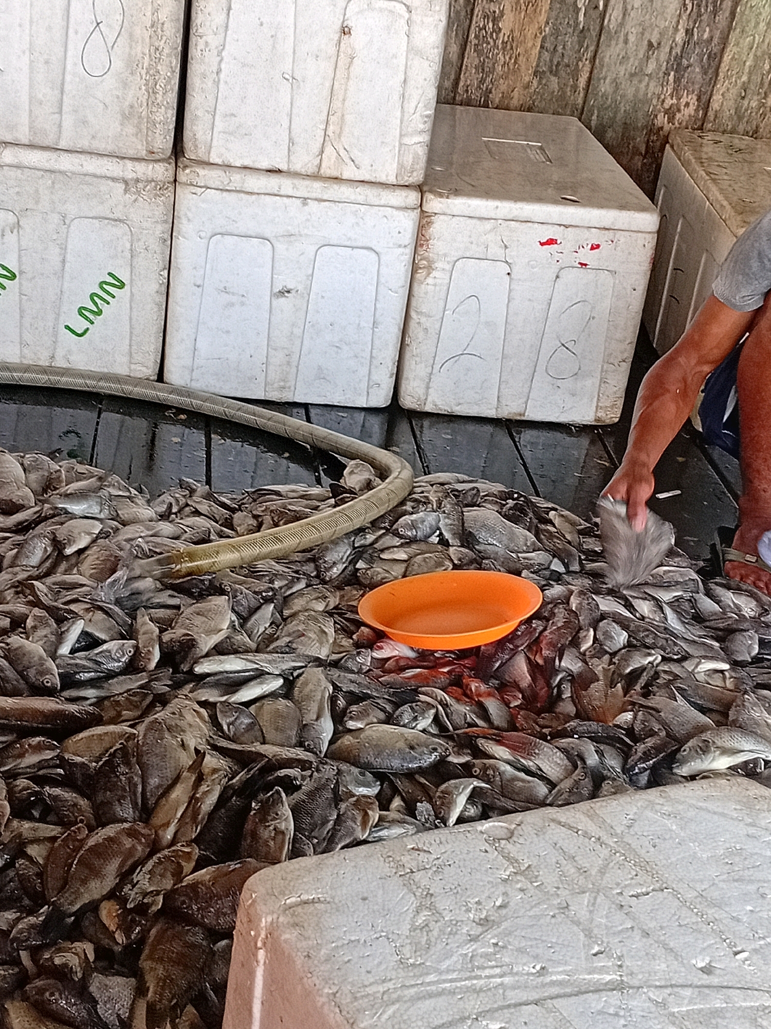 In Sungai Meriam, Indonesia, a fish market scene unfolds. A large quantity of freshly caught fish is piled on a dark wooden surface. Several white coolers, some marked with numbers like "8" and "28" and letters like "LMN," are stacked behind the fish. A flexible hose, light brown and ribbed, snakes across the pile of fish. An orange bowl sits on the fish, and a person's arm and legs are visible on the right side of the frame. The person, wearing a grey t-shirt and dark shorts, is reaching into the fish pile with their right hand, holding a bag. The overall environment appears to be outdoors or in an open-air market setting, with wooden planks forming the background structure.