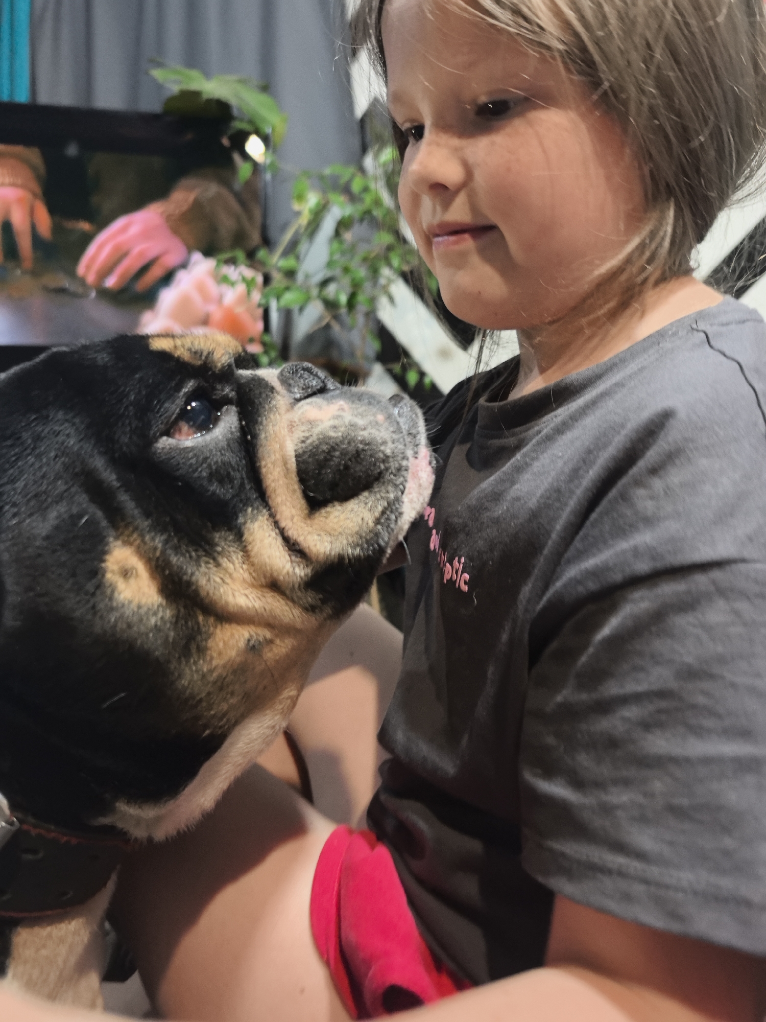 In an indoor setting, a young girl with blonde hair is looking down and to her left, her expression gentle. Beside her, a dog, possibly a bulldog, with black, tan, and white markings is nuzzling her cheek. The girl is wearing a dark grey t-shirt with some pink lettering visible. The background is somewhat blurred, showing what appears to be a window with a striped pattern, greenery, and a glimpse of what might be a television screen with a person's hands visible. The overall scene suggests a moment of affection between the girl and her pet. The specific location in Noviy, Russia, cannot be determined from the visual information provided in the image.
