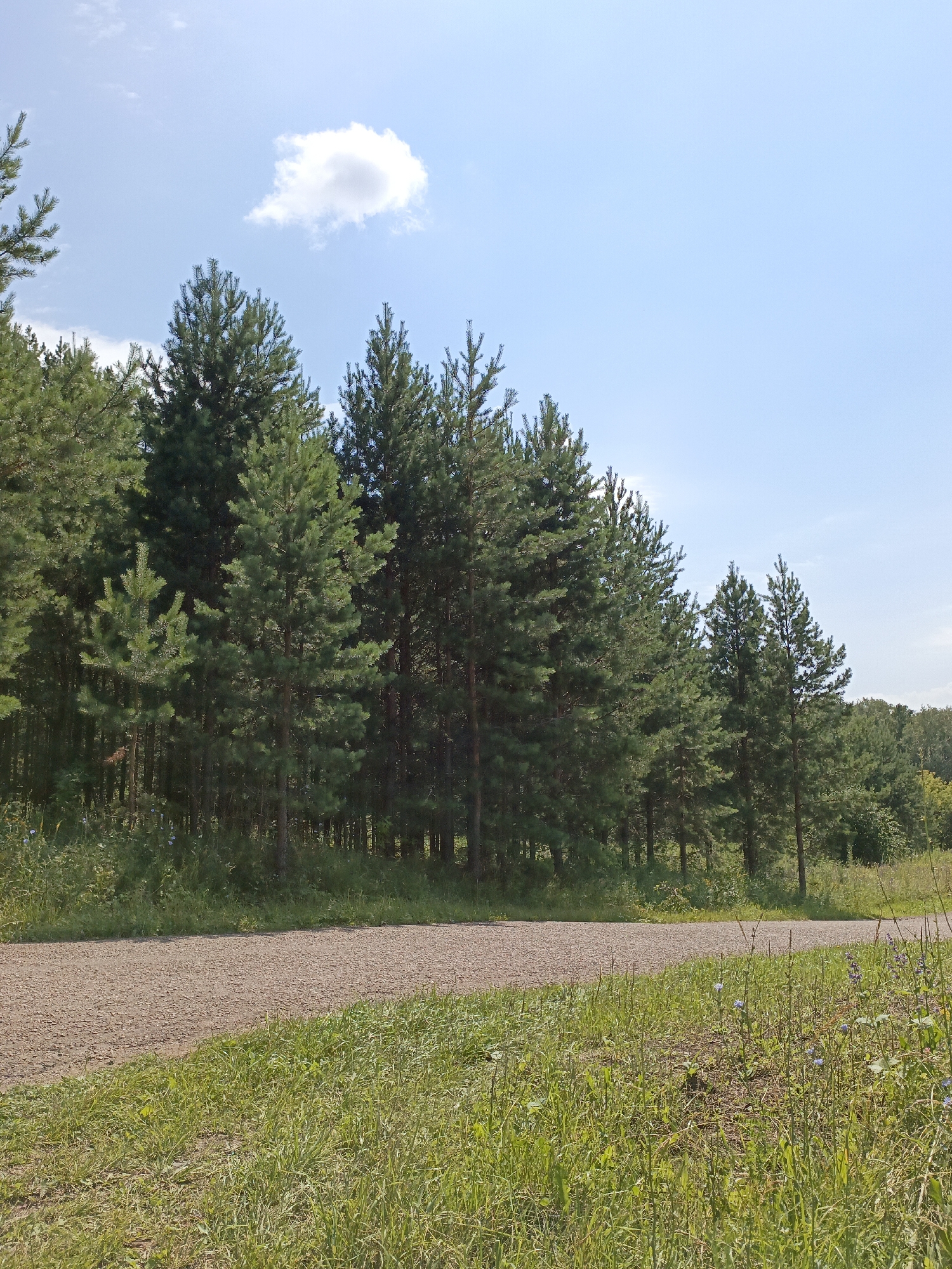 The image depicts a natural scene with a gravel path leading through a grassy area towards a dense forest of coniferous trees under a clear blue sky with a single white cloud. The path is wide enough for vehicular traffic and is situated in the foreground on the right side of the image. The forest comprises tall pine trees with dark green foliage. The grass in the foreground is green and appears to be growing naturally, with some scattered wildflowers. The overall impression is one of a serene, rural or park-like environment. The scene is set in Akmanay, Russia. There are no people or animals visible in the image, and no specific actions or interactions are taking place. The environment is characterized by its natural beauty and the absence of any man-made structures other than the gravel path.